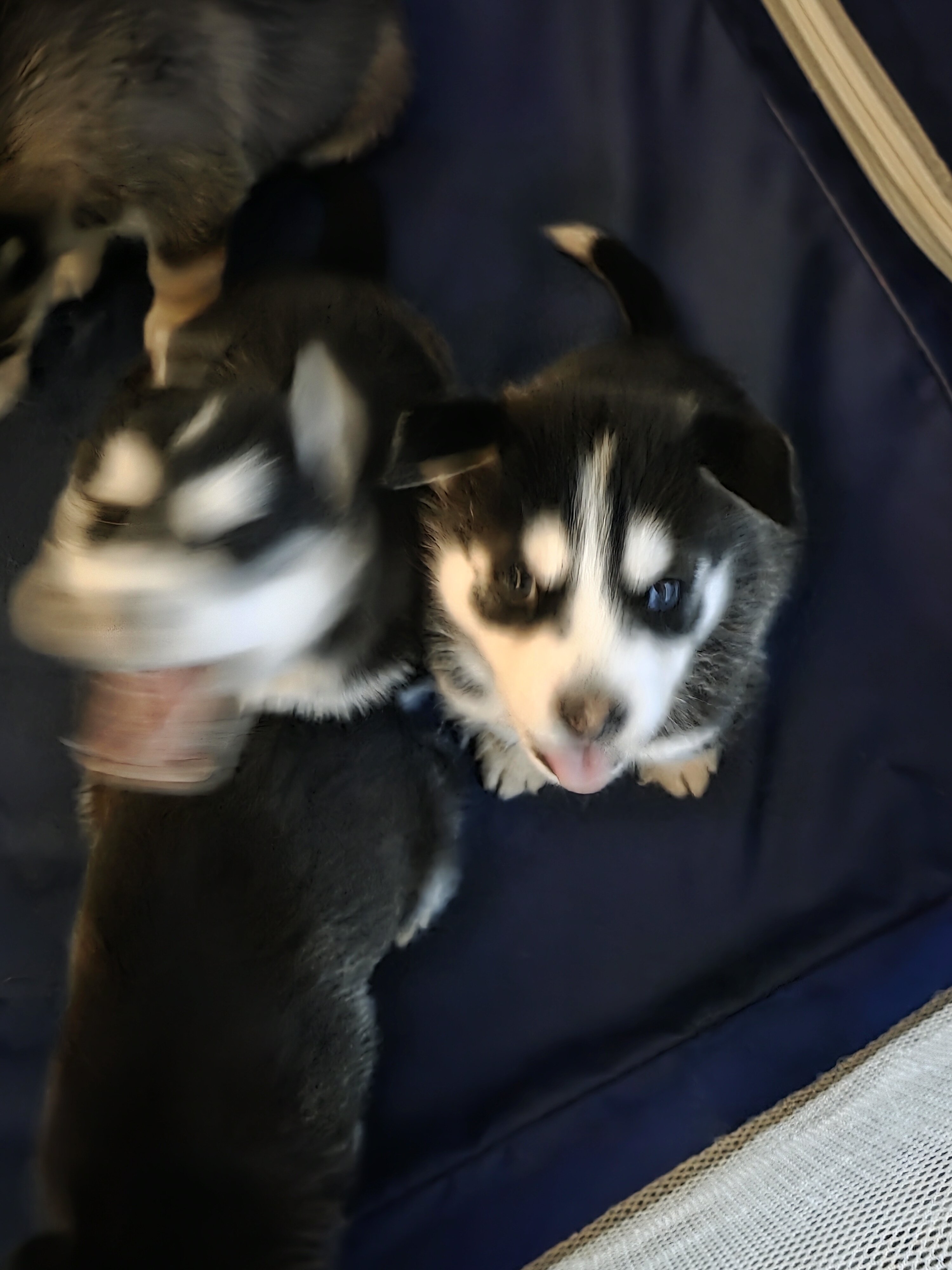Husky puppies image 3