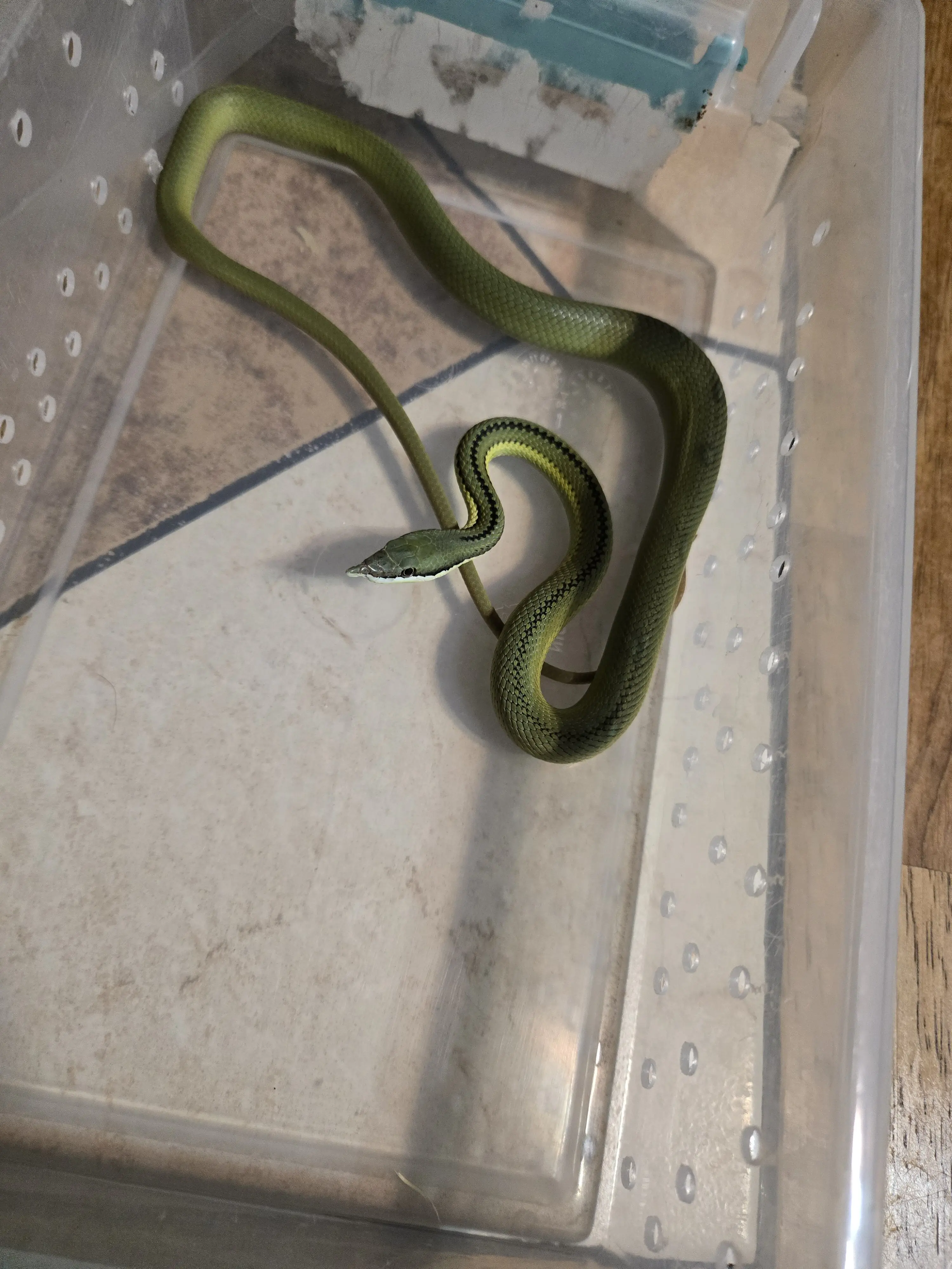 Calif Brown Racer Barons Racer | PetClassifieds.com - petclassifieds