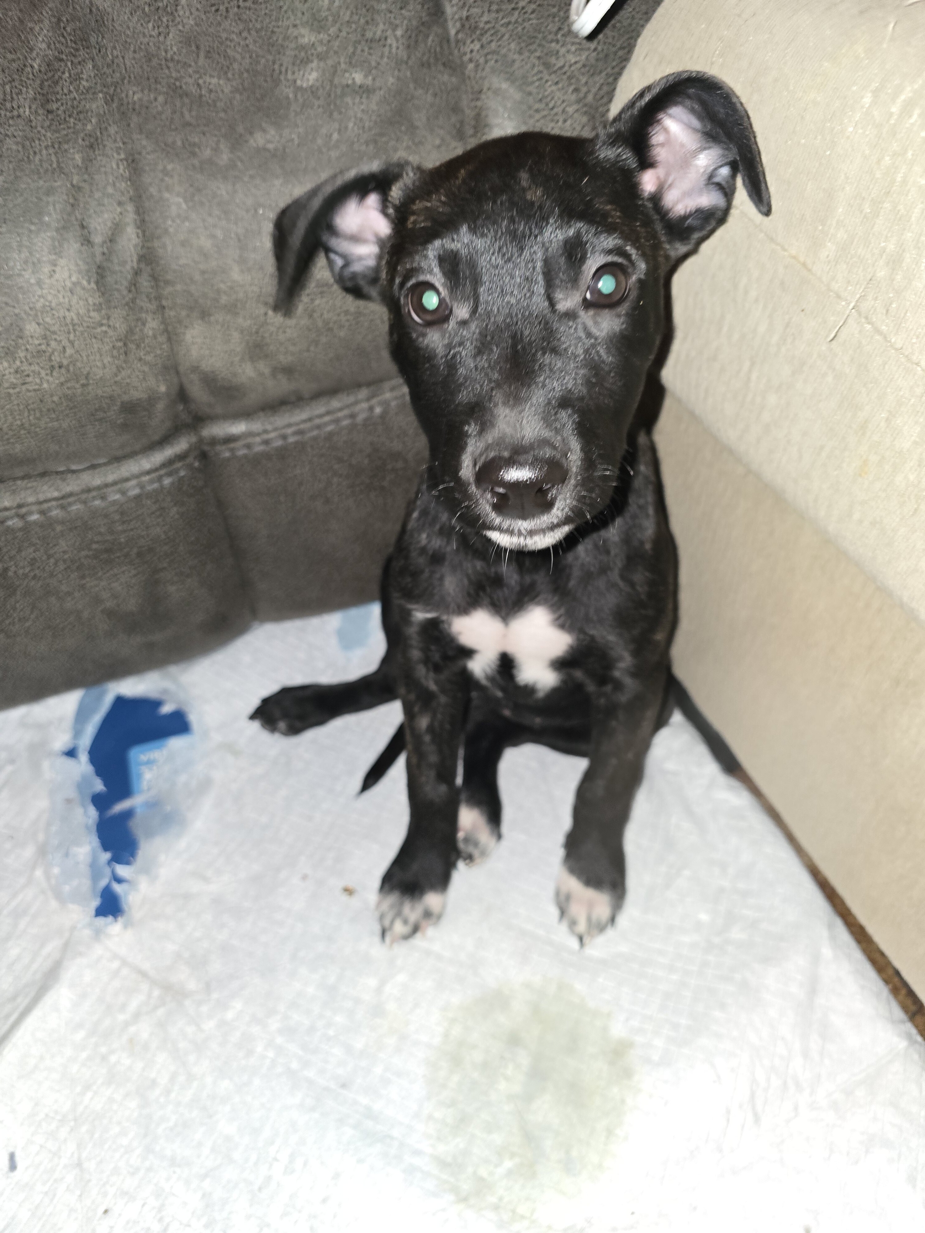 puppy image 1