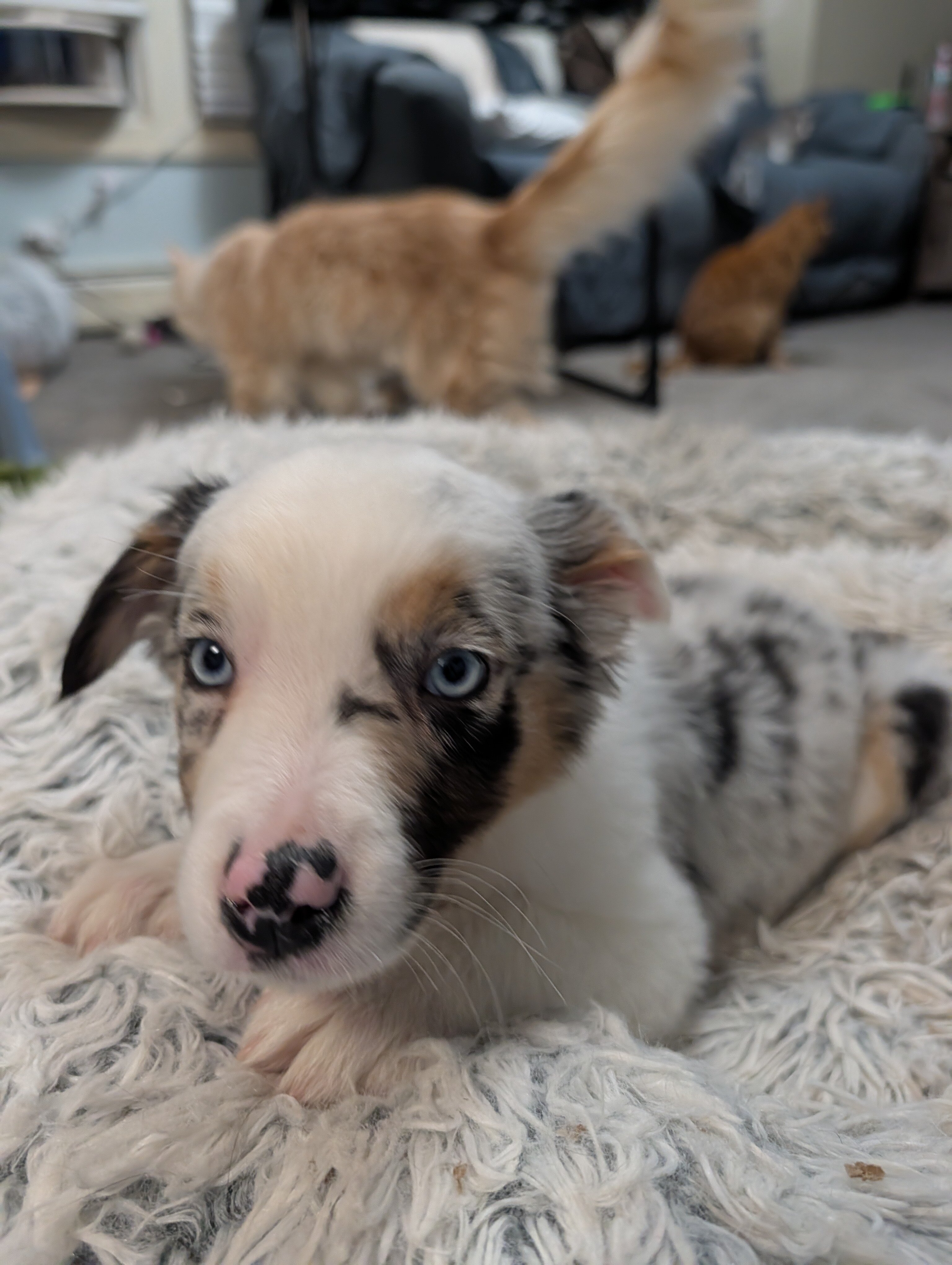 Australian Shepherd image 1