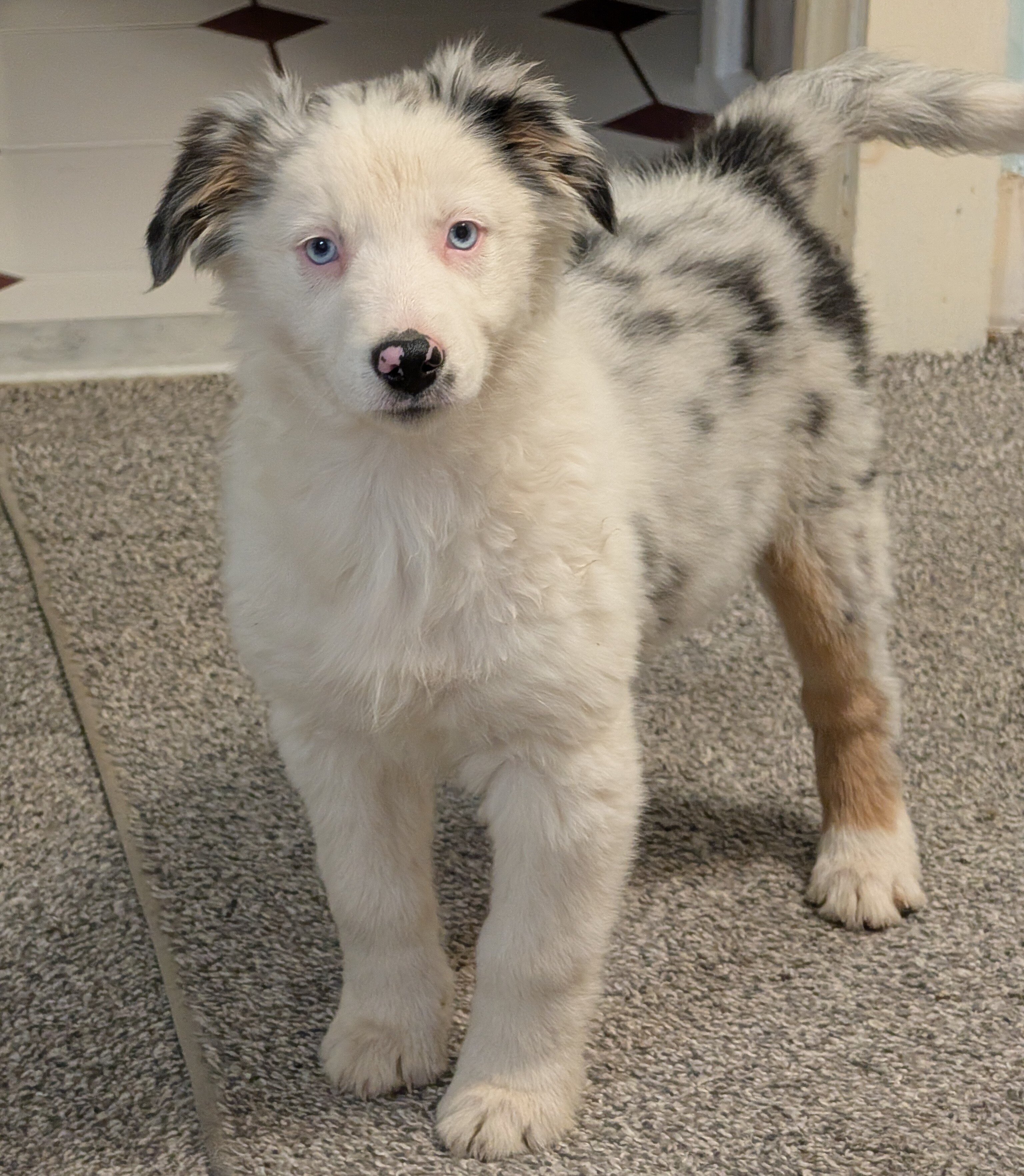 Australian Shepherd image 3
