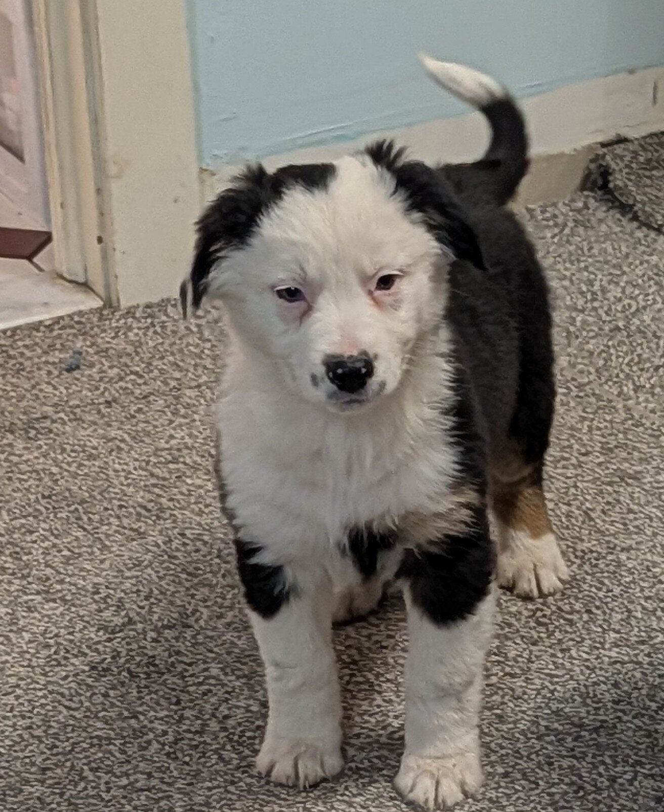 Australian Shepherd image 2