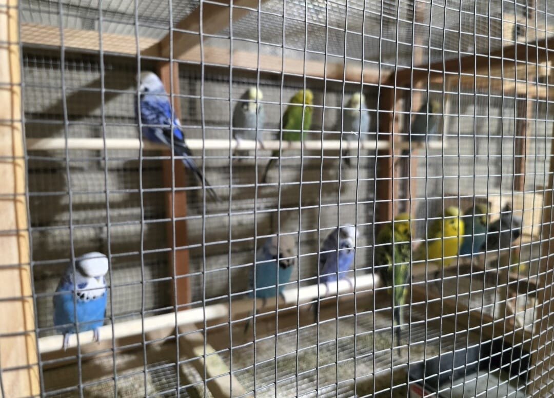 Budgies for Sale — Healthy & Beautiful! image 4