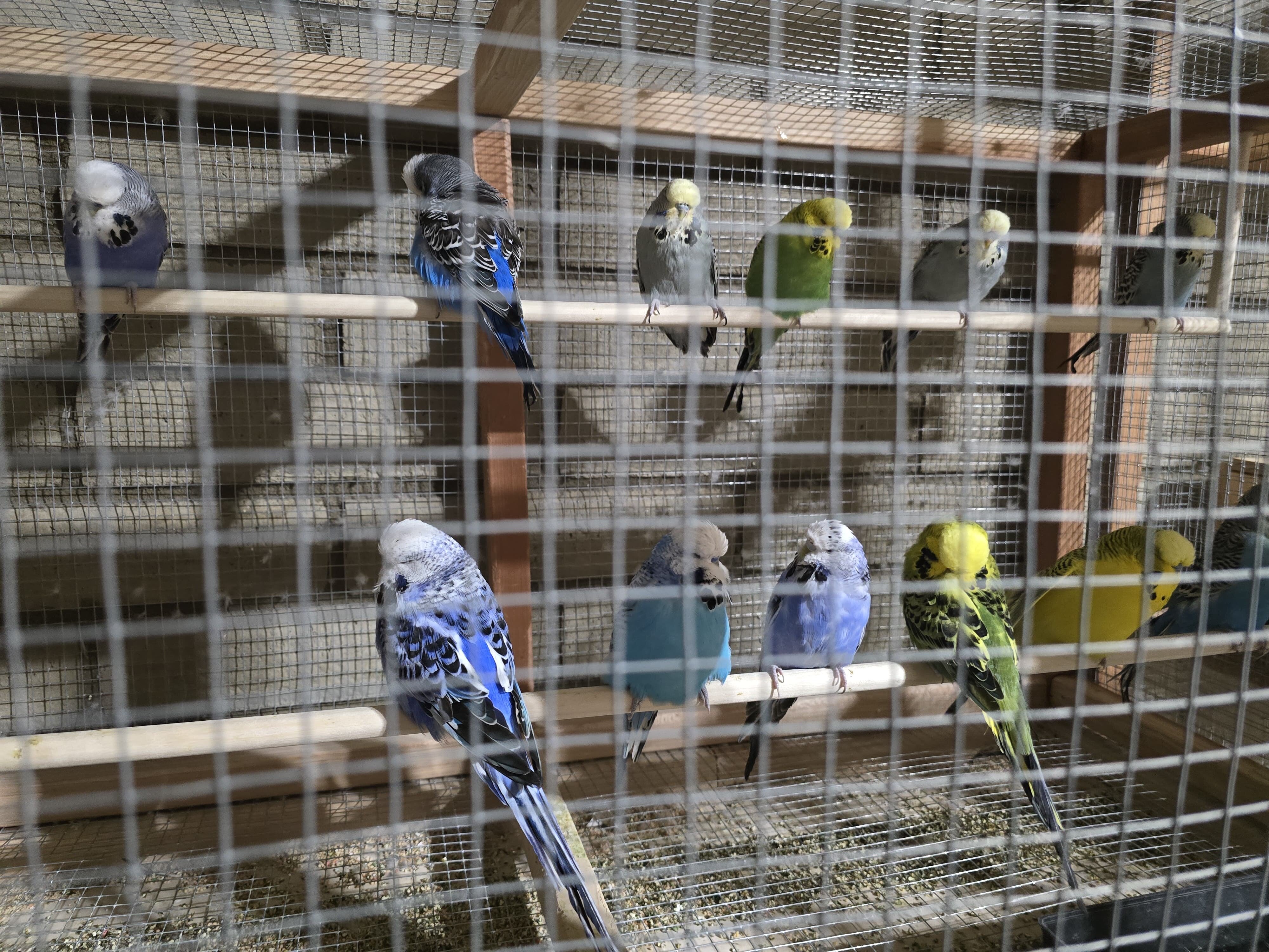 Budgies for Sale — Healthy & Beautiful! image 1