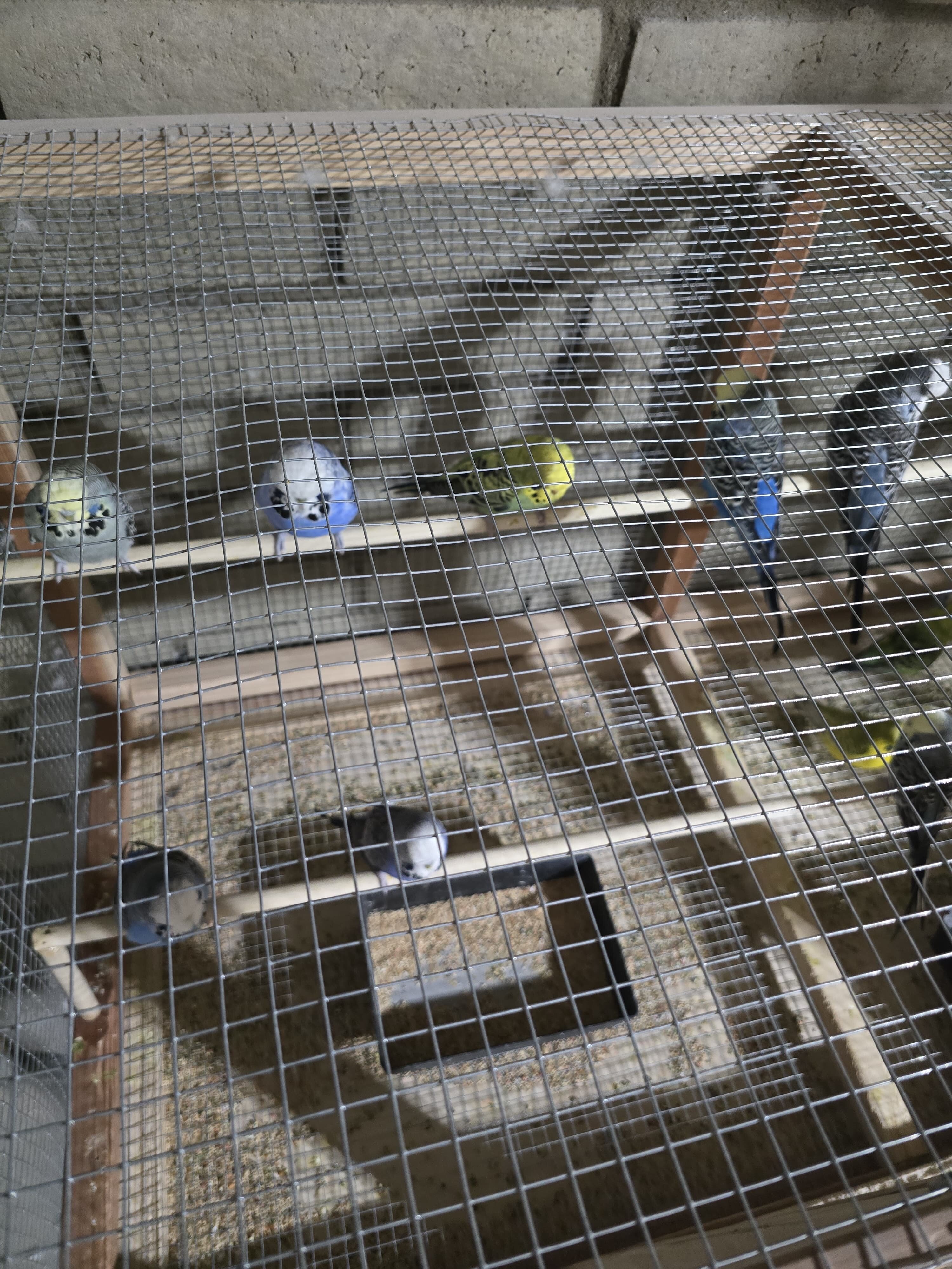 Budgies for Sale — Healthy & Beautiful! image 6