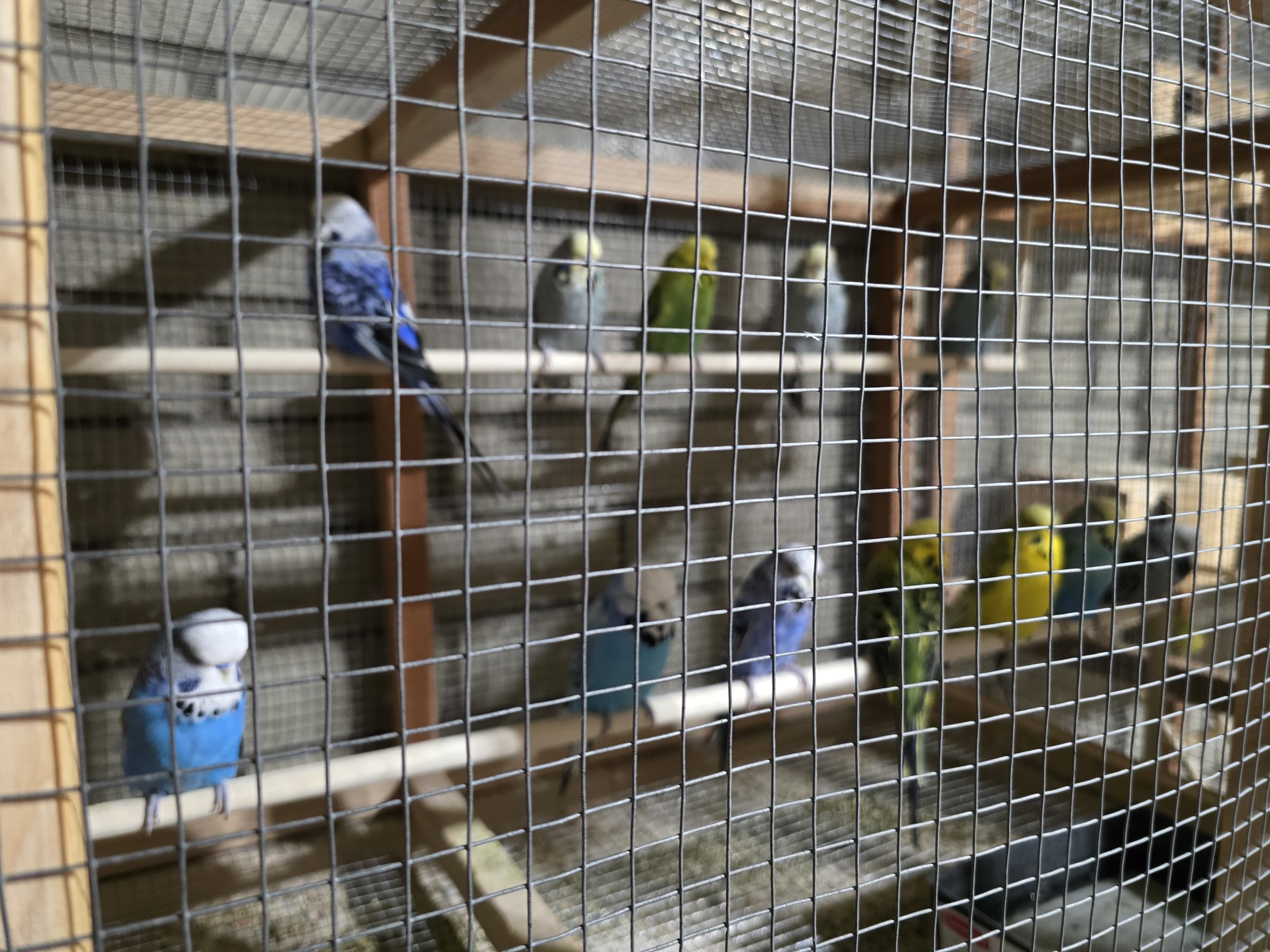 Budgies for Sale — Healthy & Beautiful! image 3