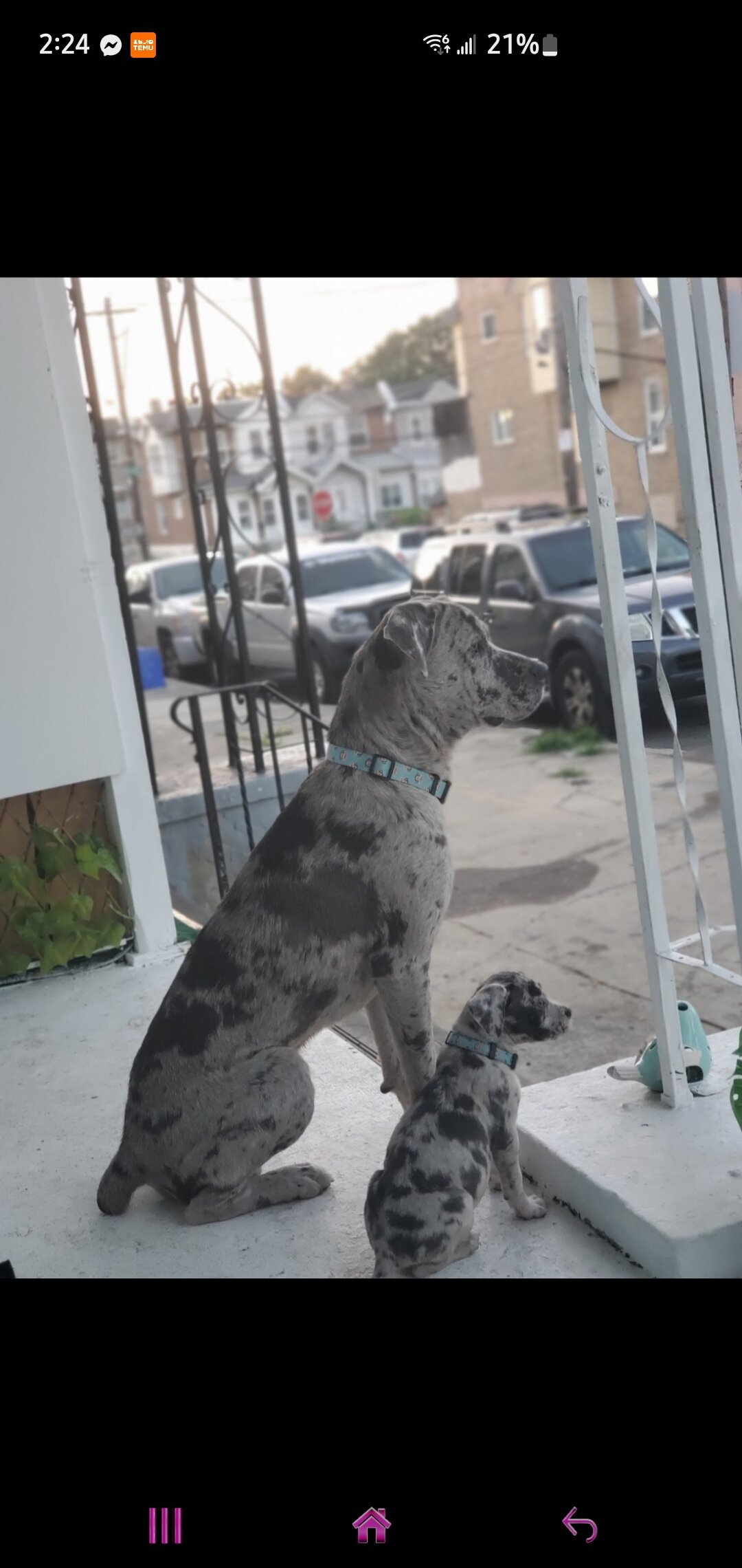 Merle cane Corso image 2