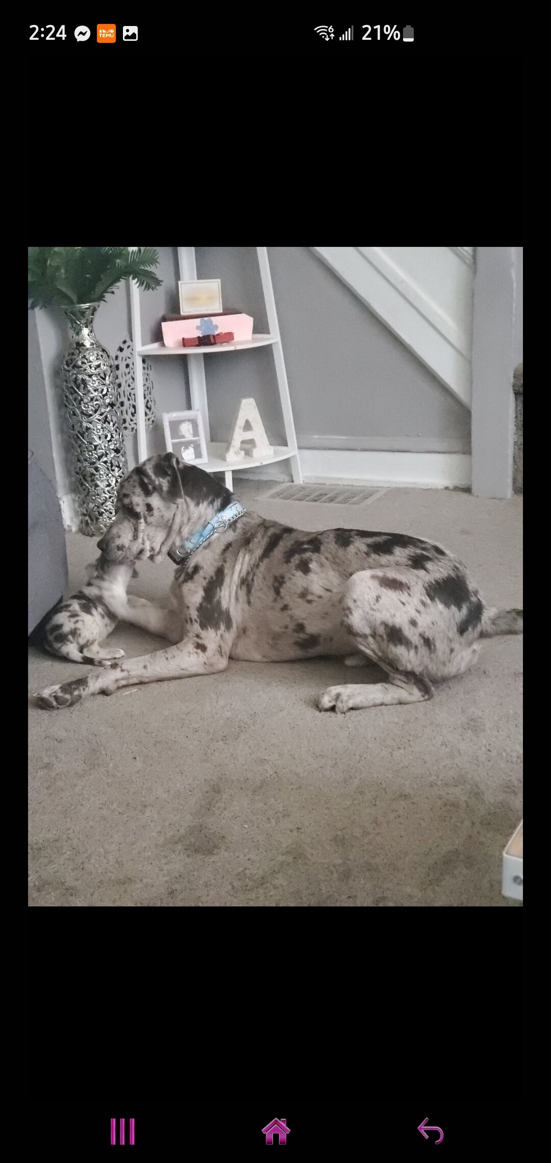 Merle cane Corso image 1