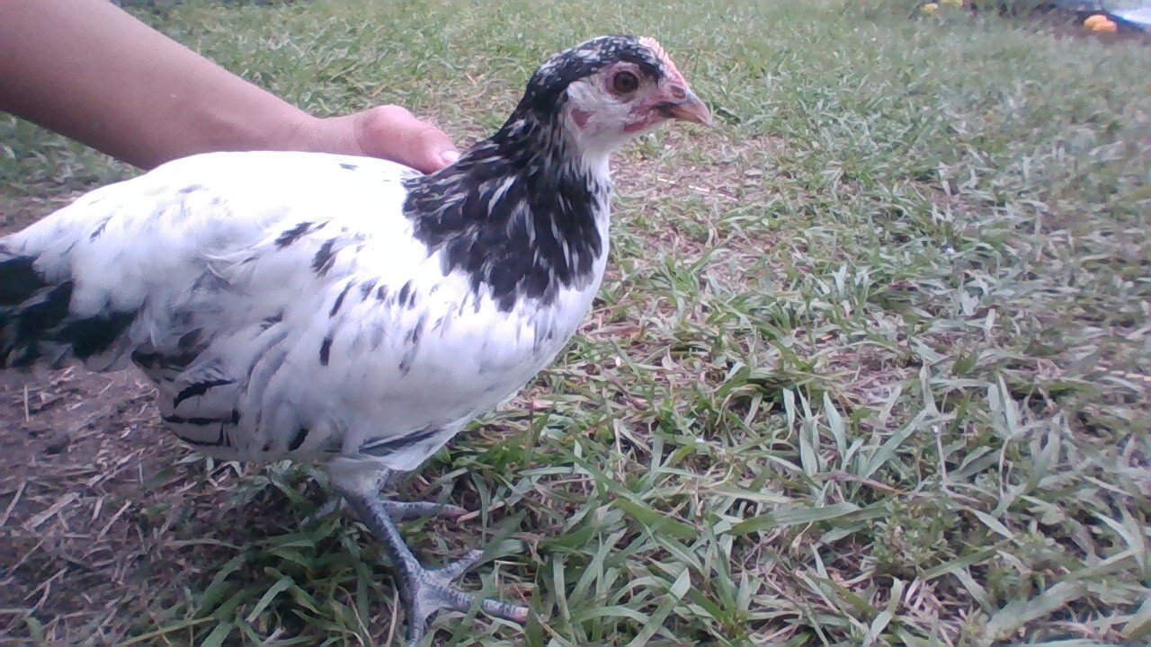 Lakenvelder Hens image 1