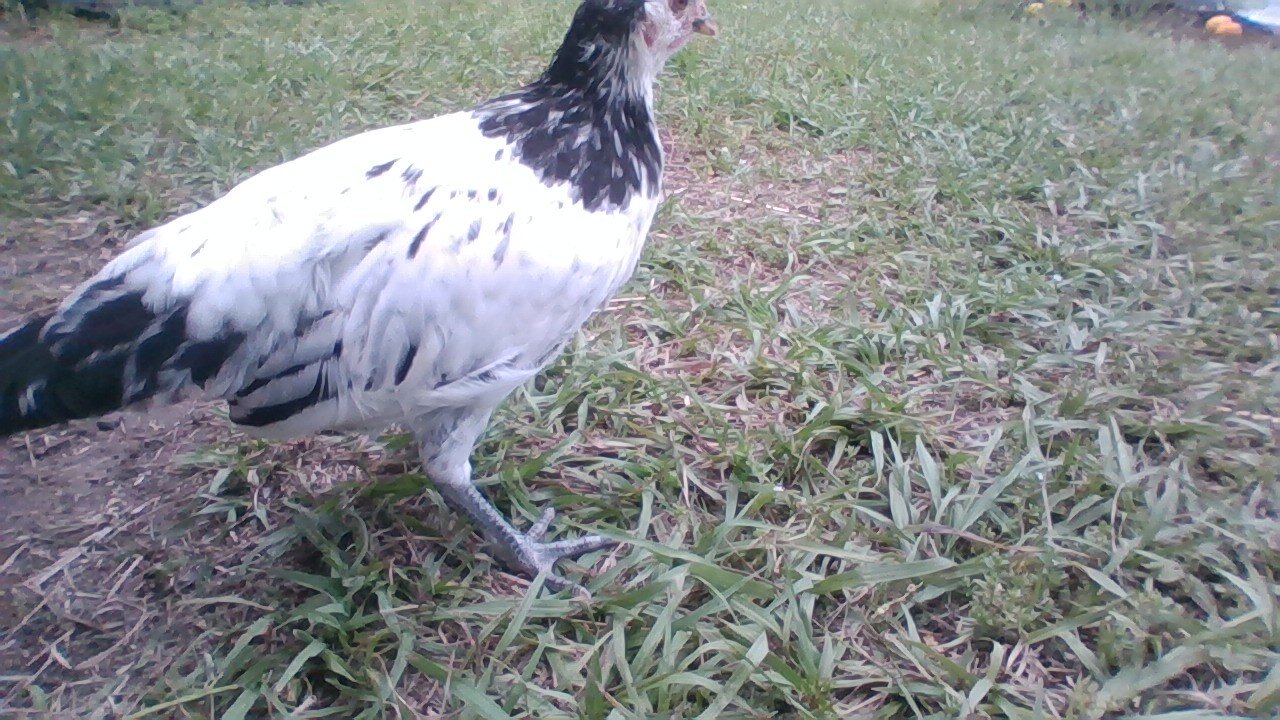 Lakenvelder Hens image 2