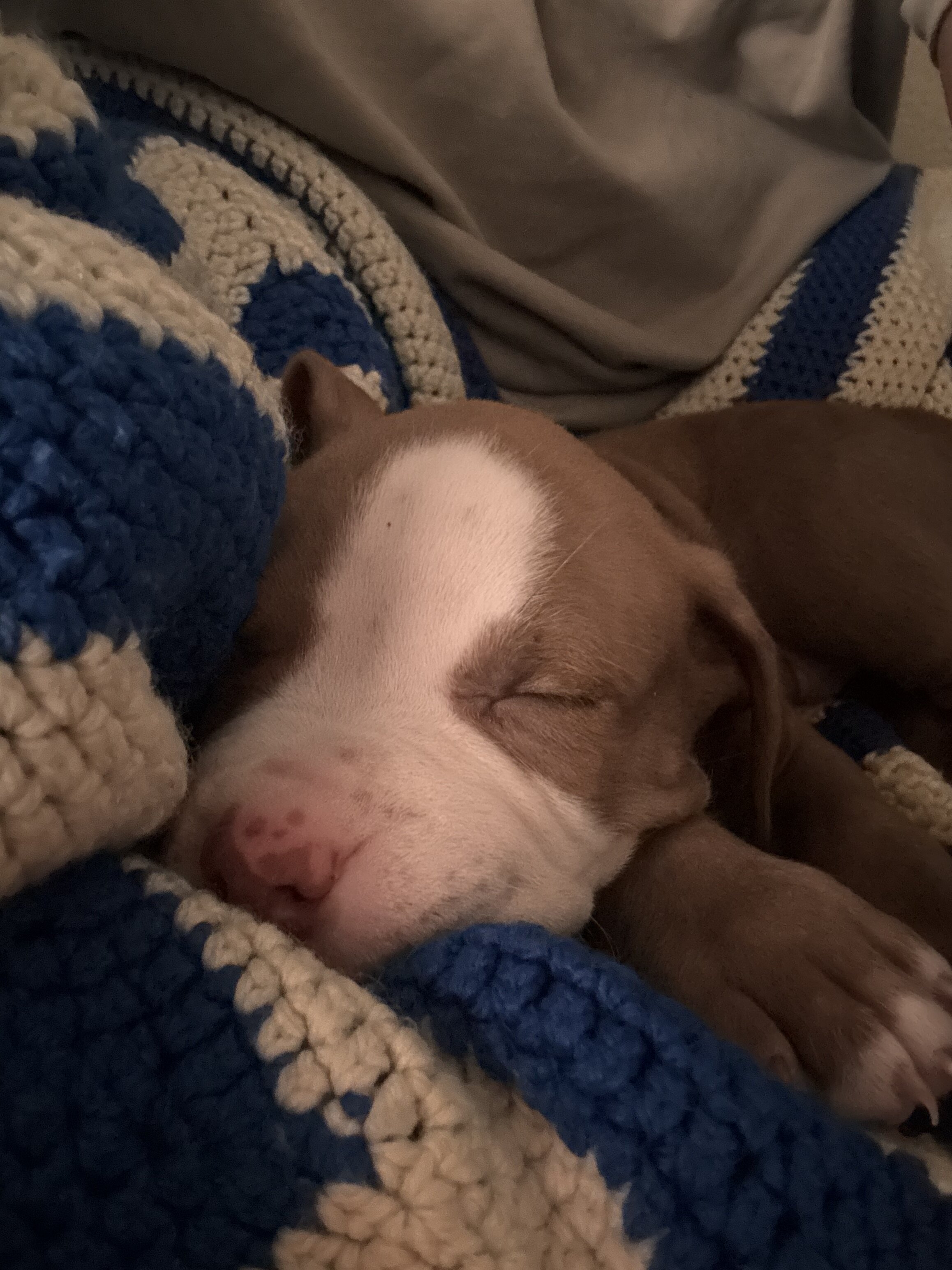 Red nose pitbull image 2