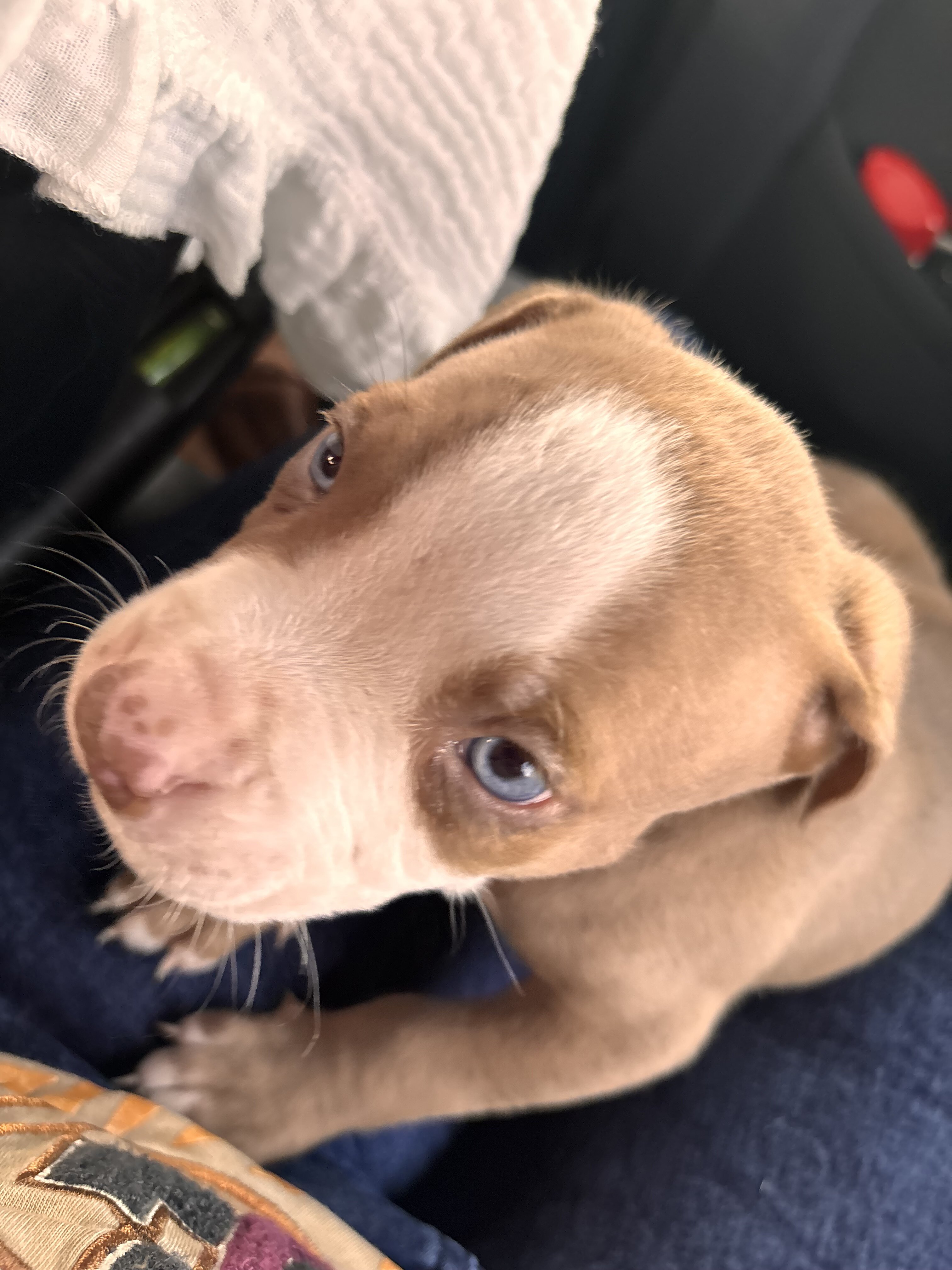 Red nose pitbull image 1