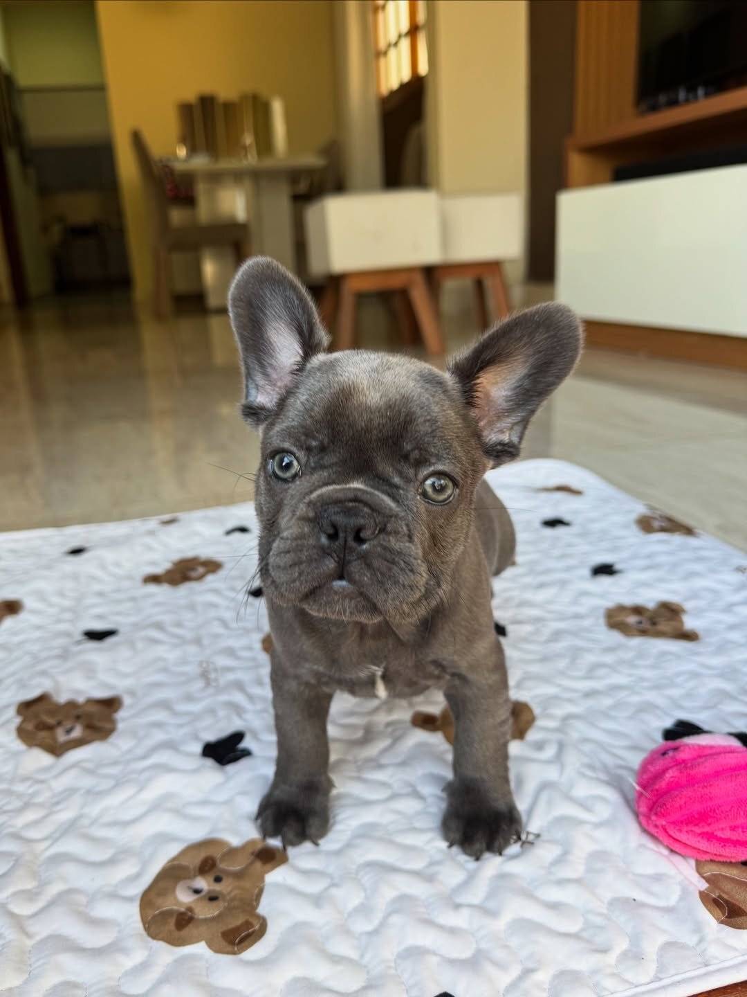 Healthy Blue Merle French Bulldog Puppies Ready image 4