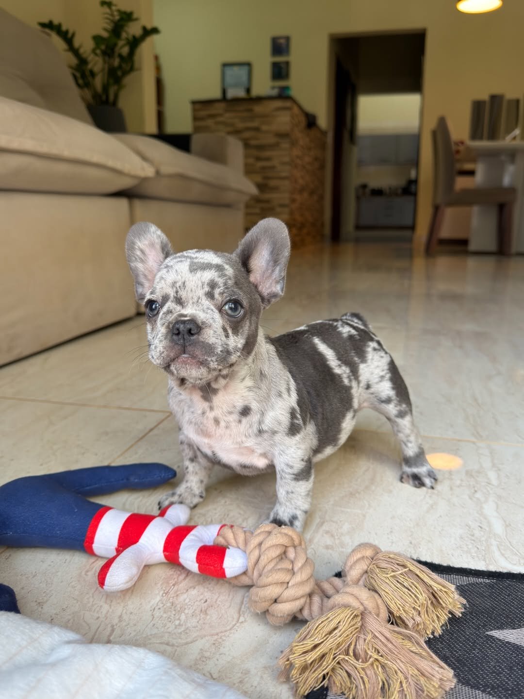 Healthy Blue Merle French Bulldog Puppies Ready image 5