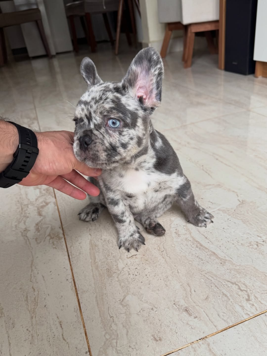 Healthy Blue Merle French Bulldog Puppies Ready image 3