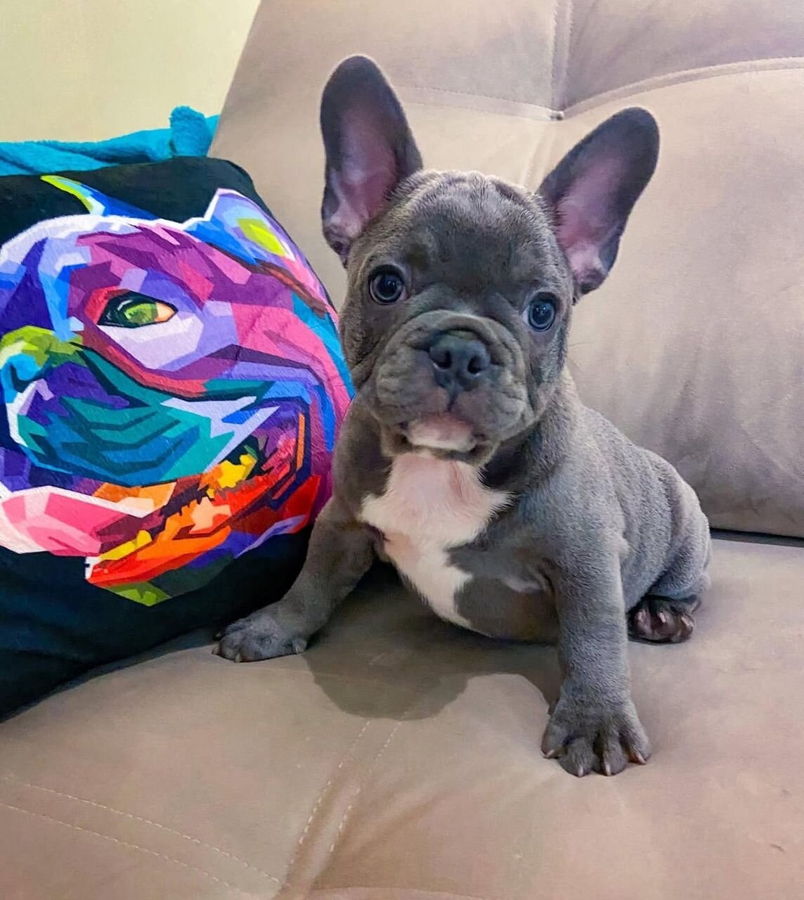 Healthy Blue Merle French Bulldog Puppies Ready image 2