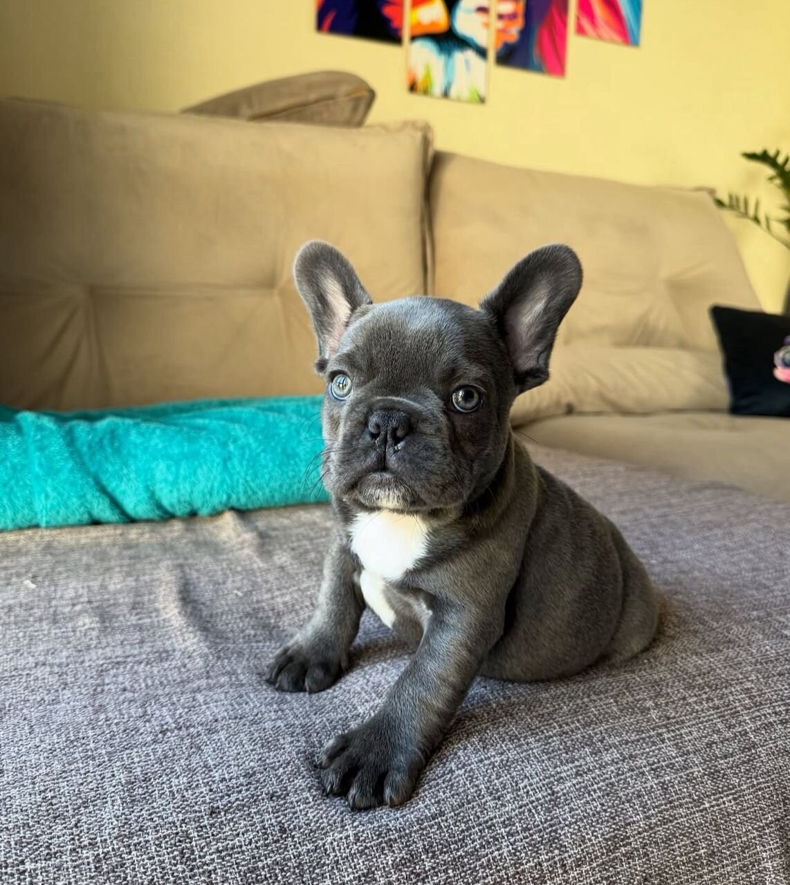Healthy Blue Merle French Bulldog Puppies Ready image 1