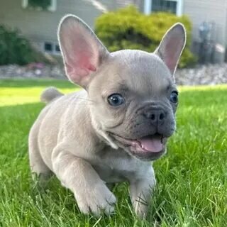 Purebred French Bulldog Puppy – Vaccinated & Ready image 4