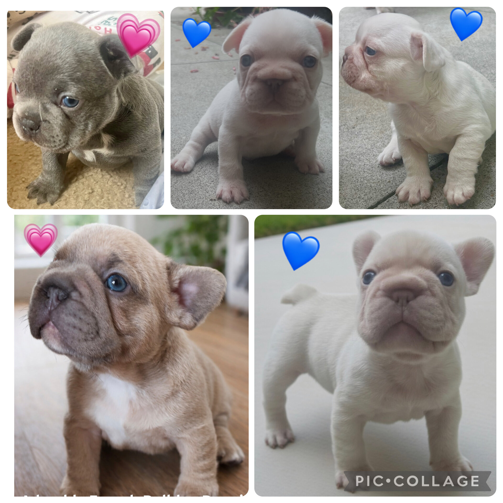 French Bulldog Puppies image 1