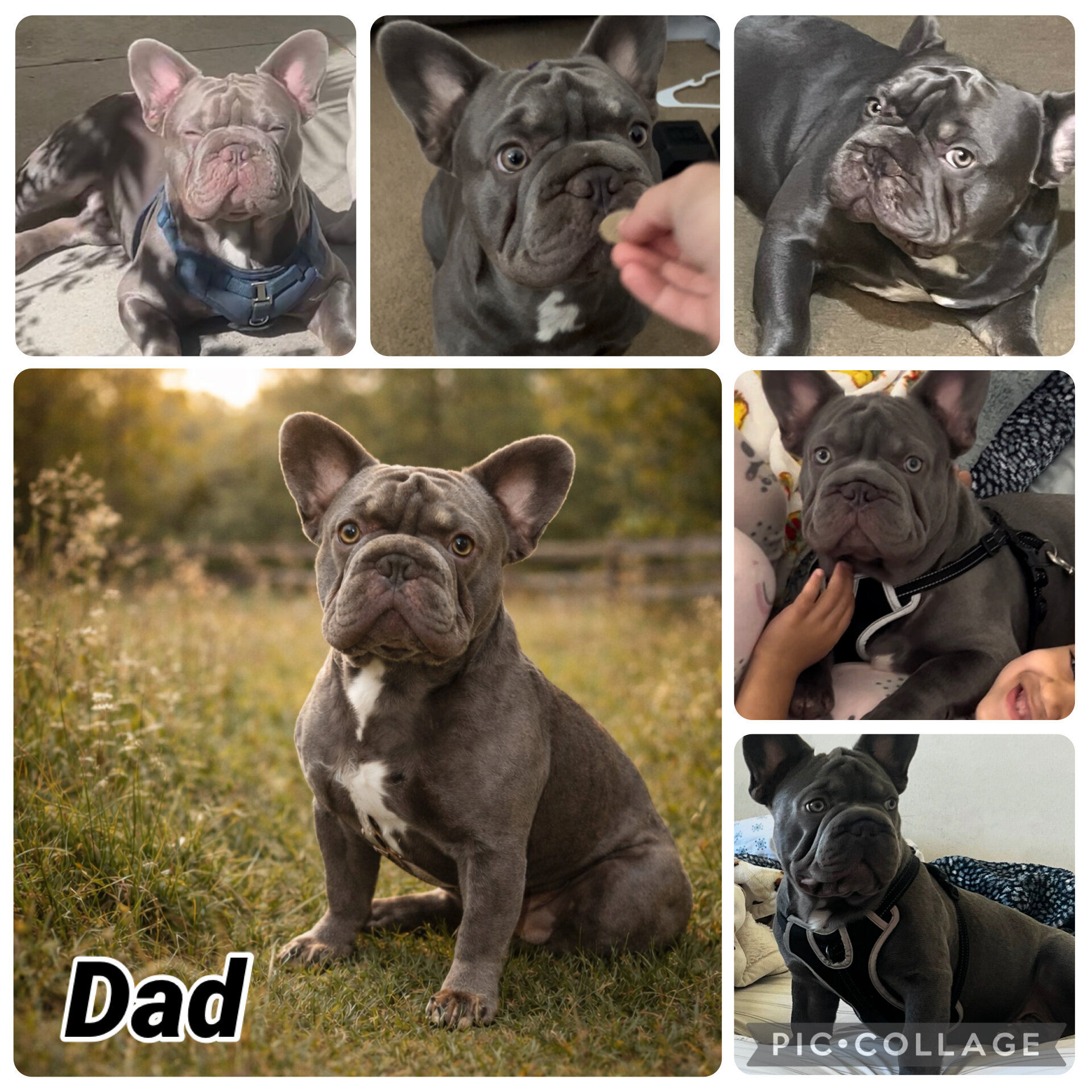 French Bulldog Puppies image 2
