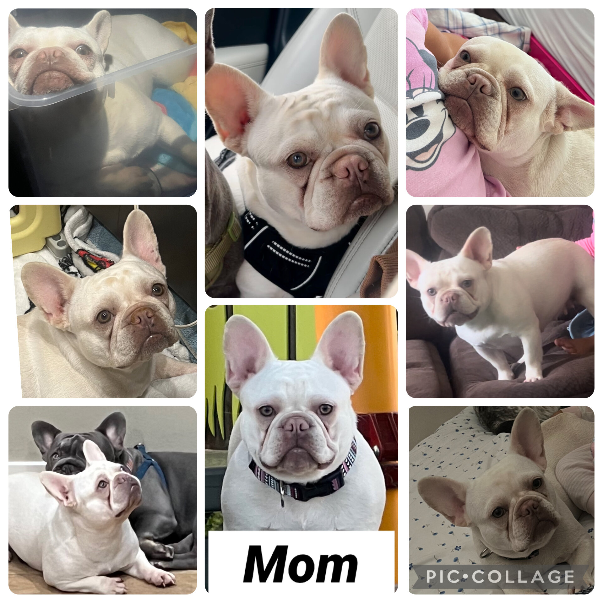 French Bulldog Puppies image 3