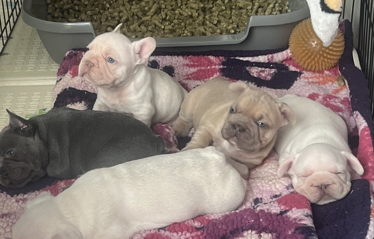 French Bulldog Puppies image 4