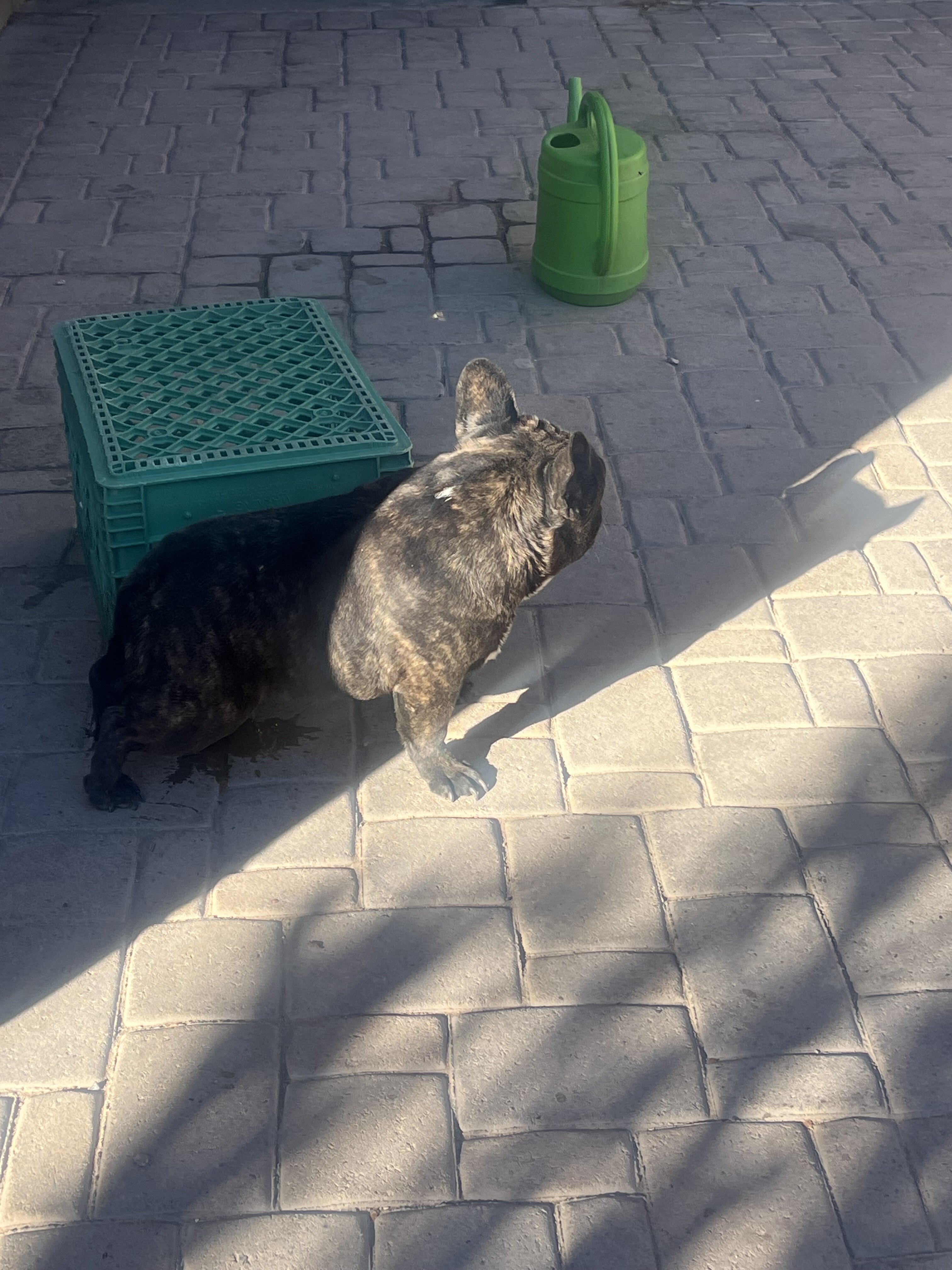 Frenchie image 4