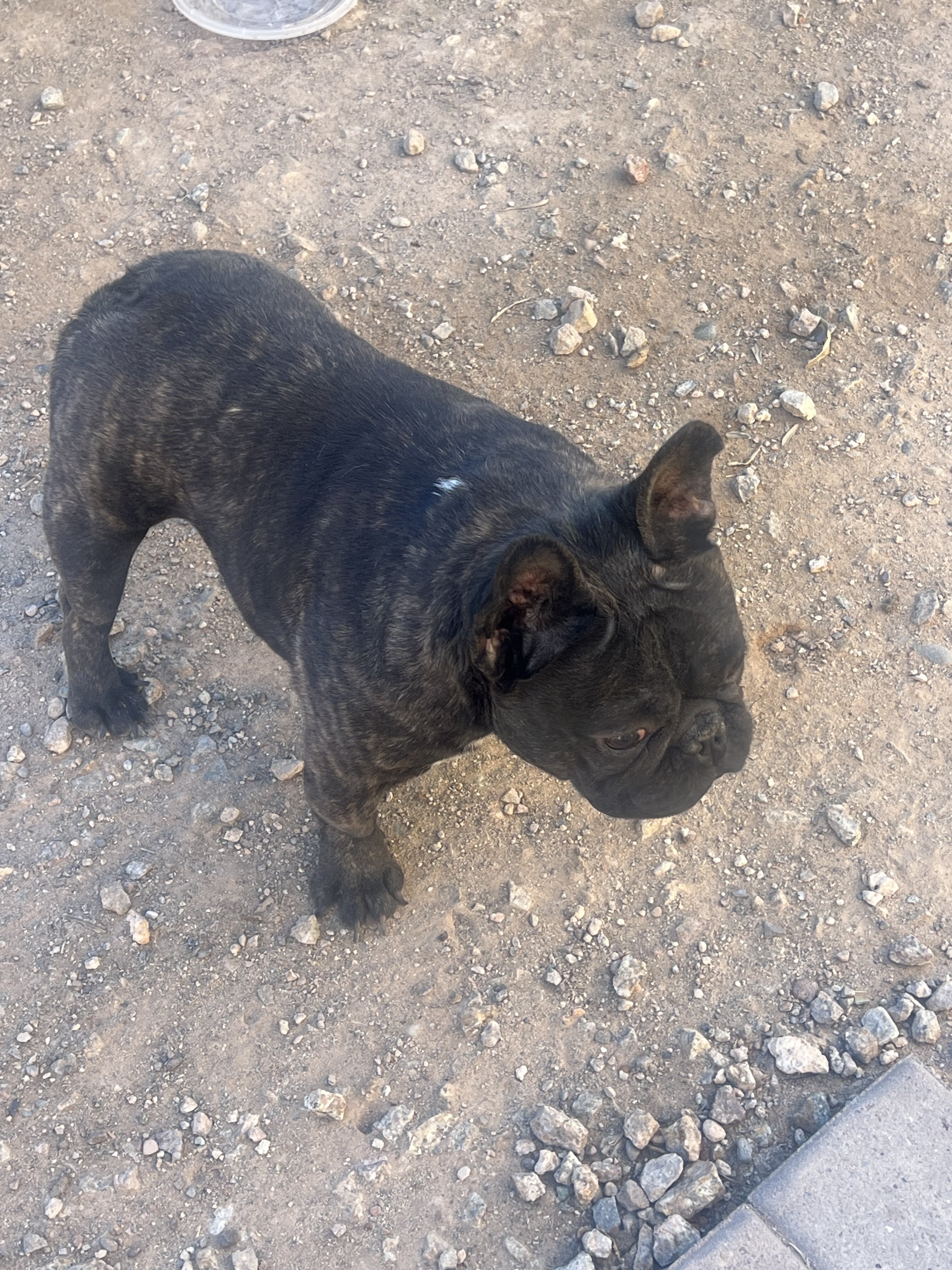 Frenchie image 2