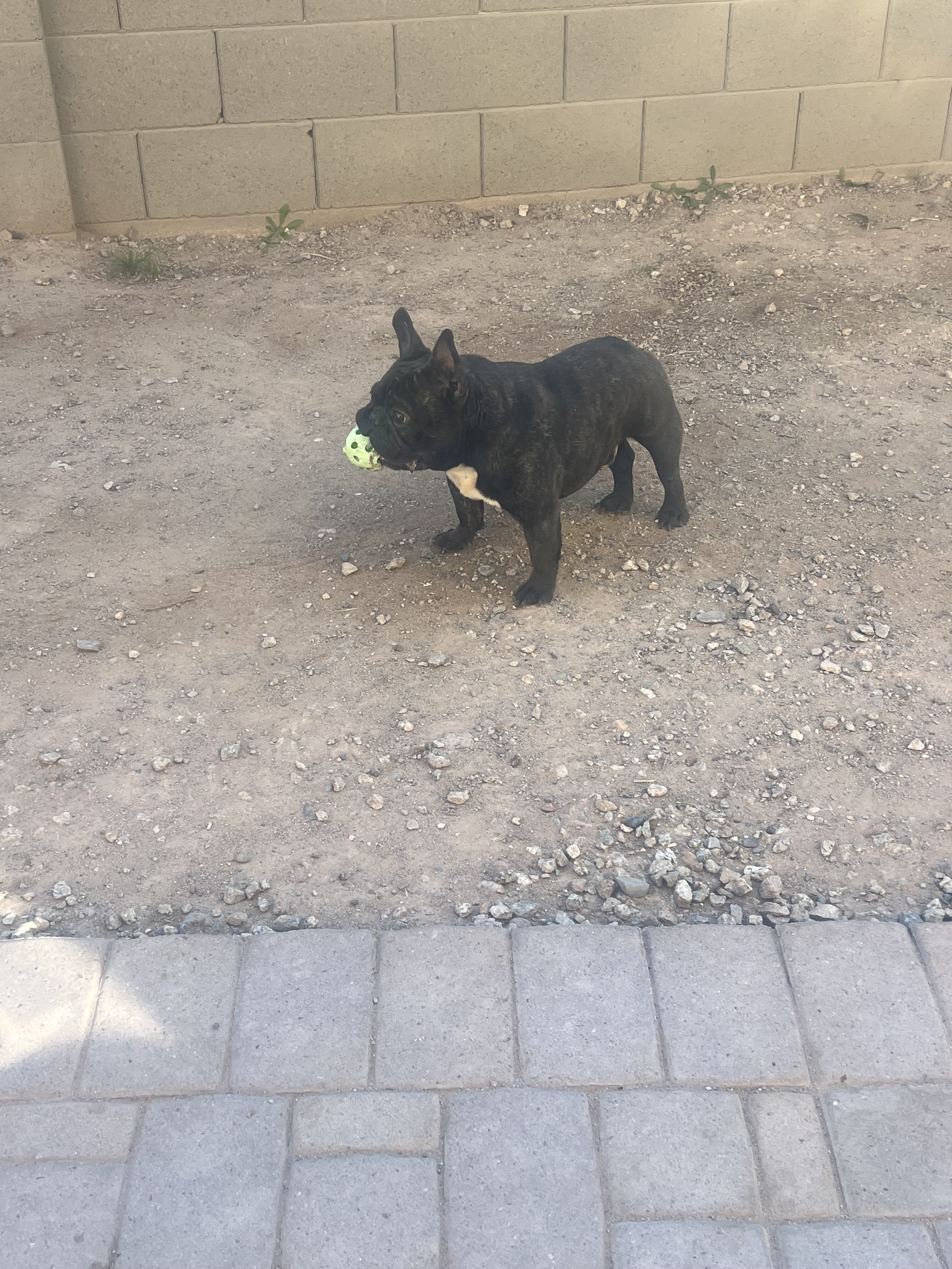 Frenchie image 3