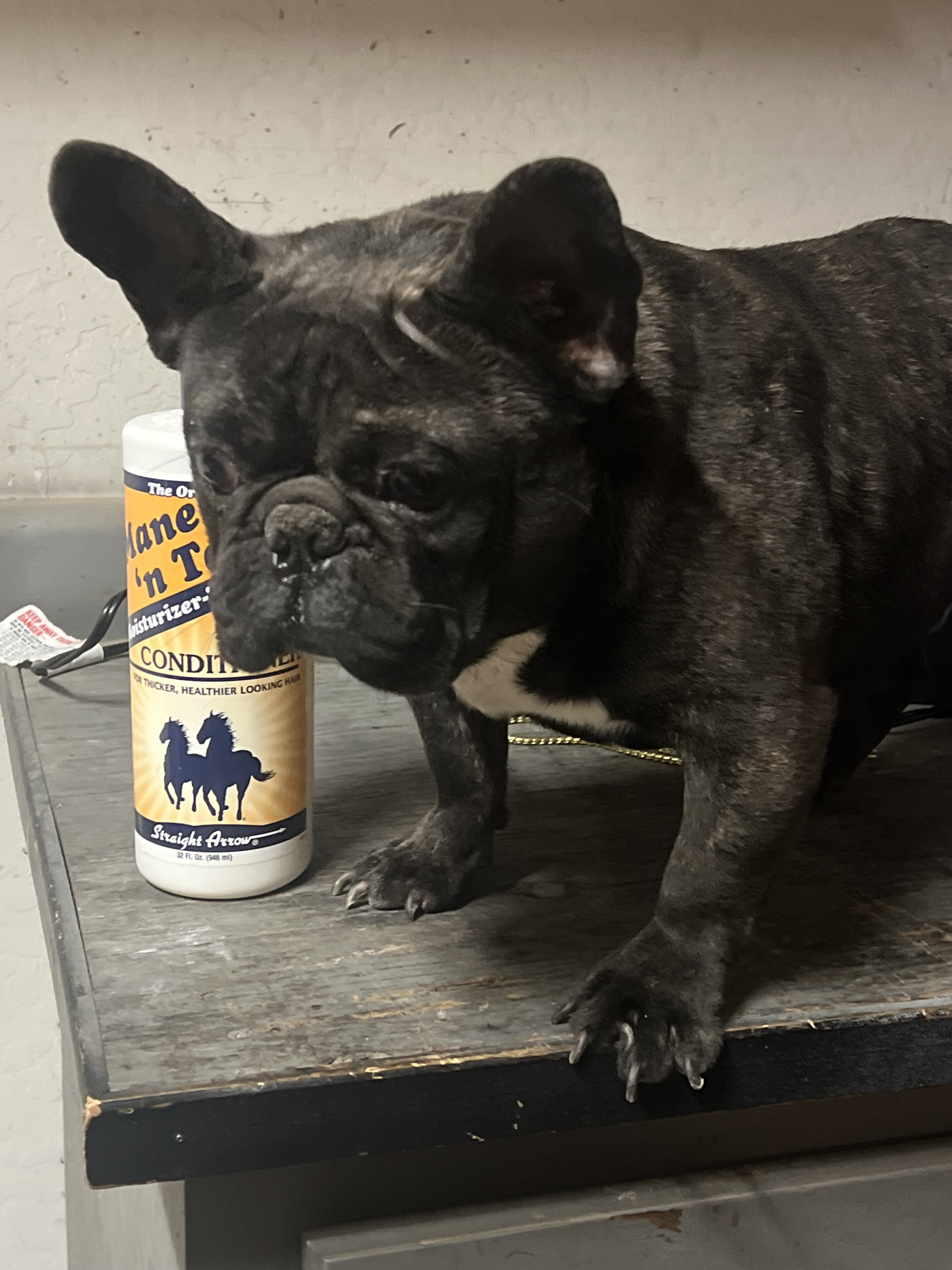 Frenchie image 5