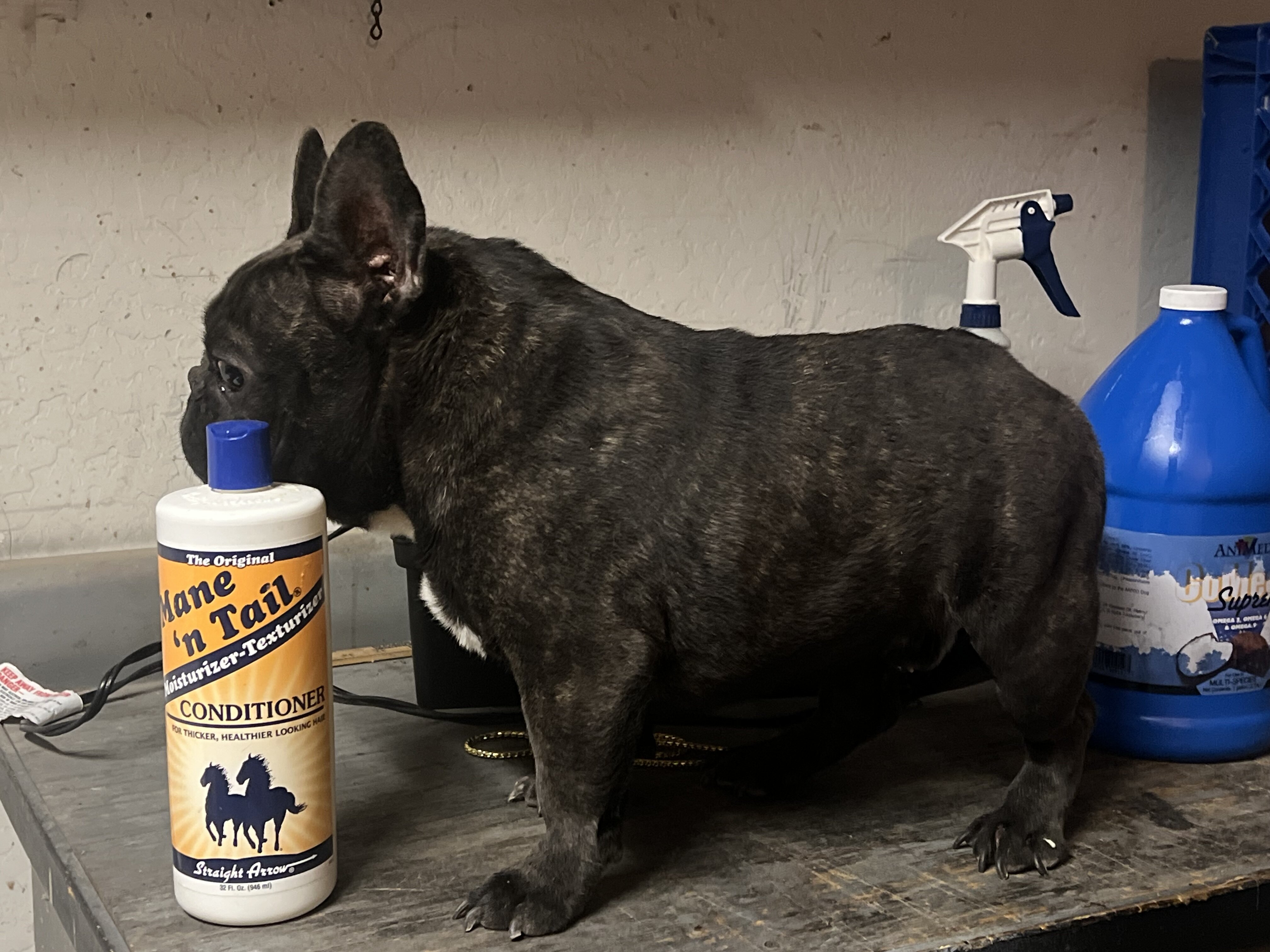 Frenchie image 6