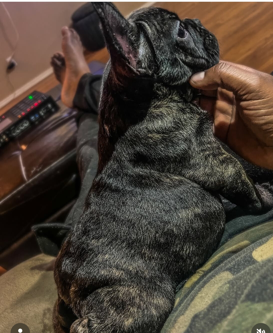 Frenchie image 1