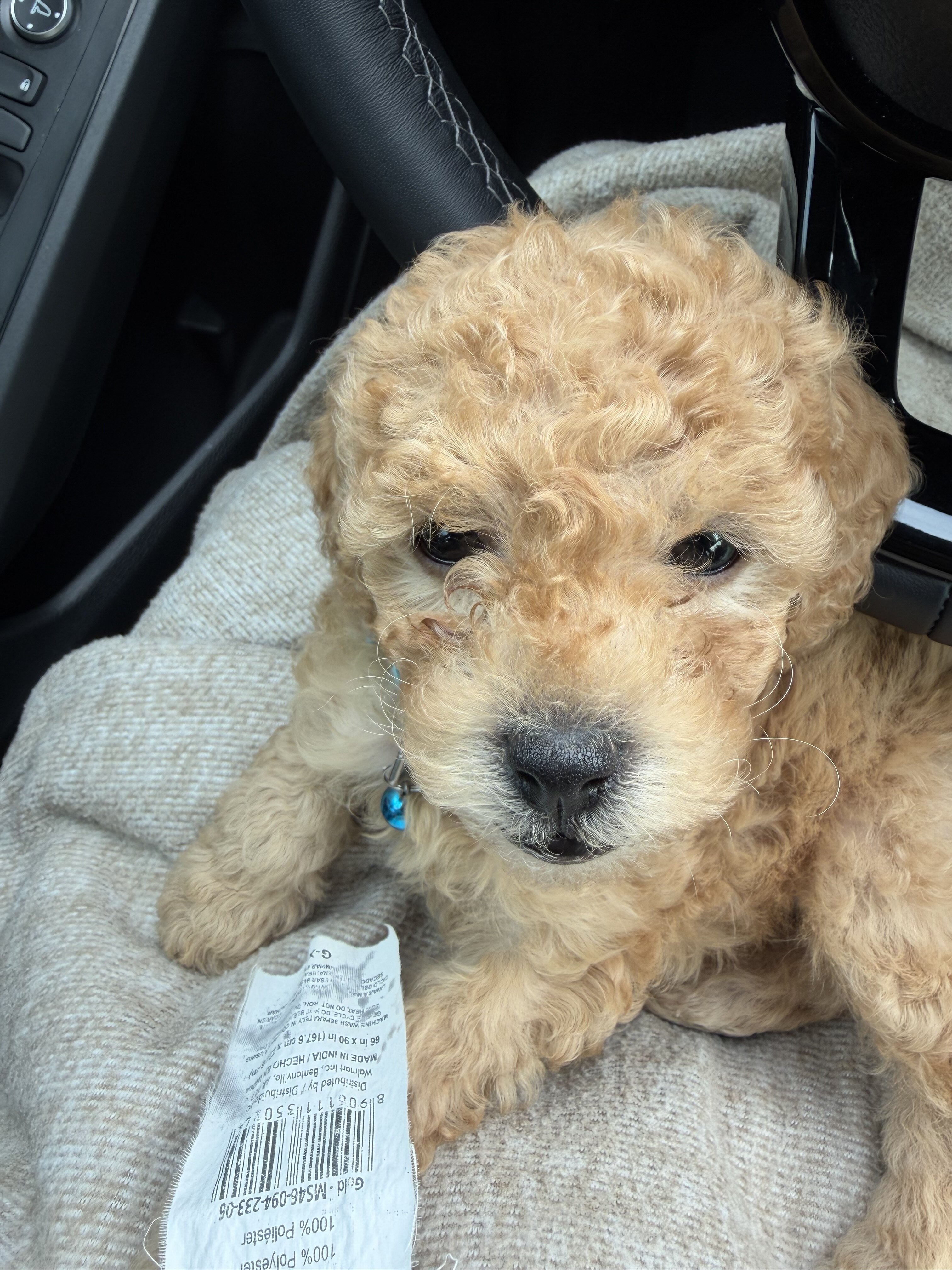 Mini poodle image 1