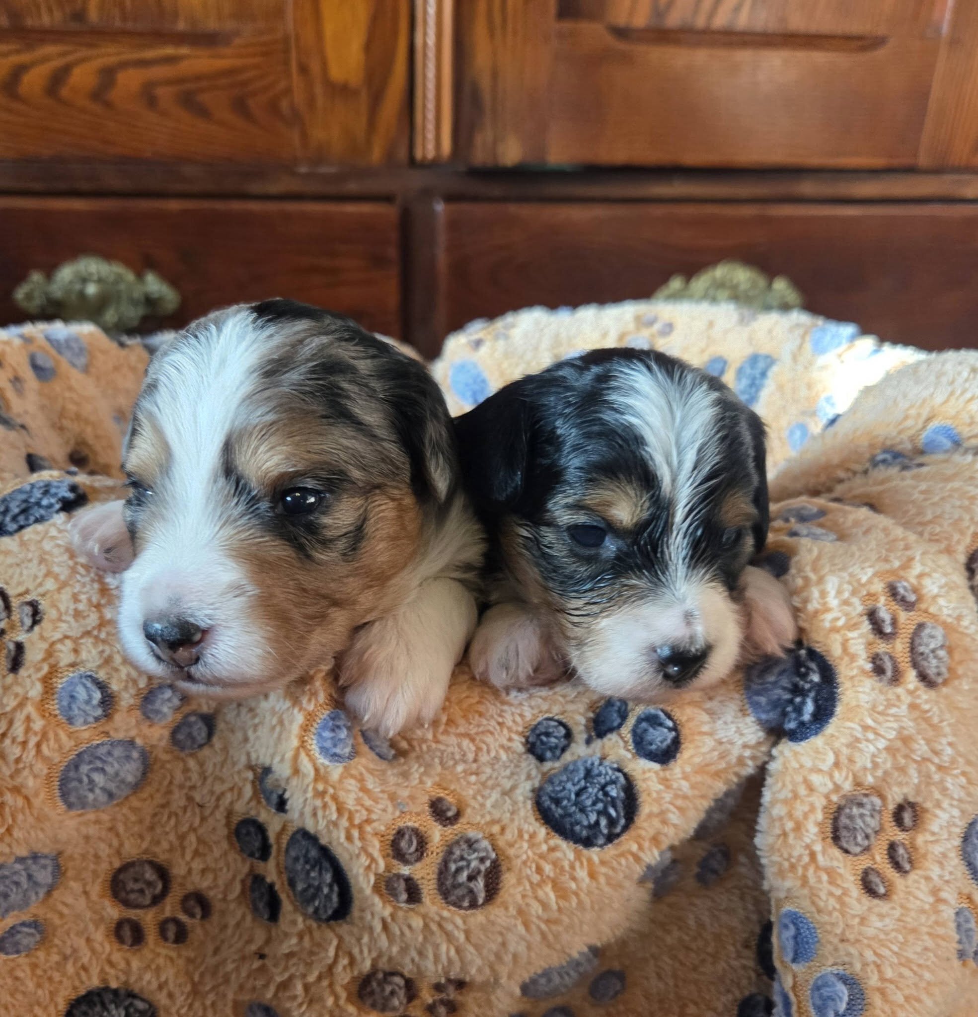 F1 Mini Aussiedoodles - Raised on our Farm image 9