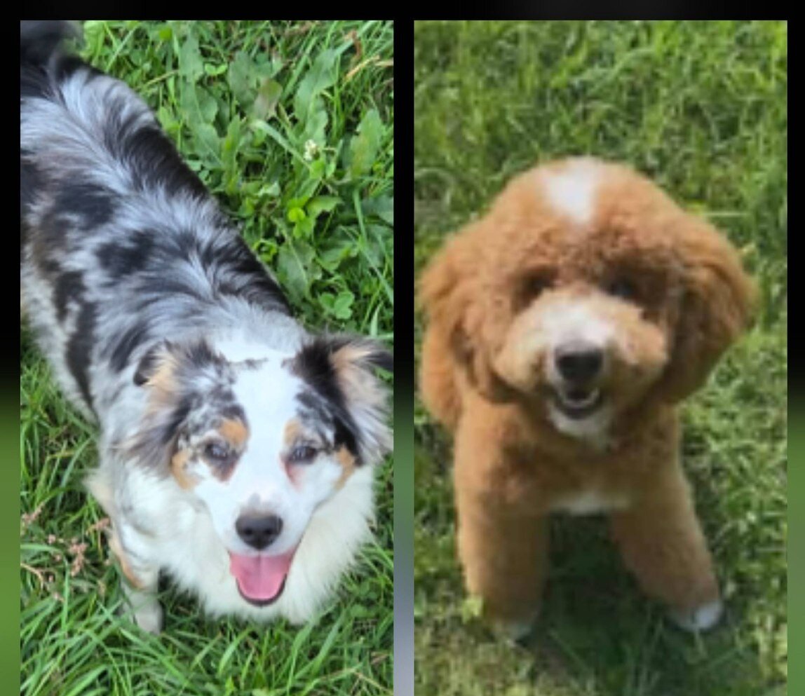 F1 Mini Aussiedoodles - Raised on our Farm image 2
