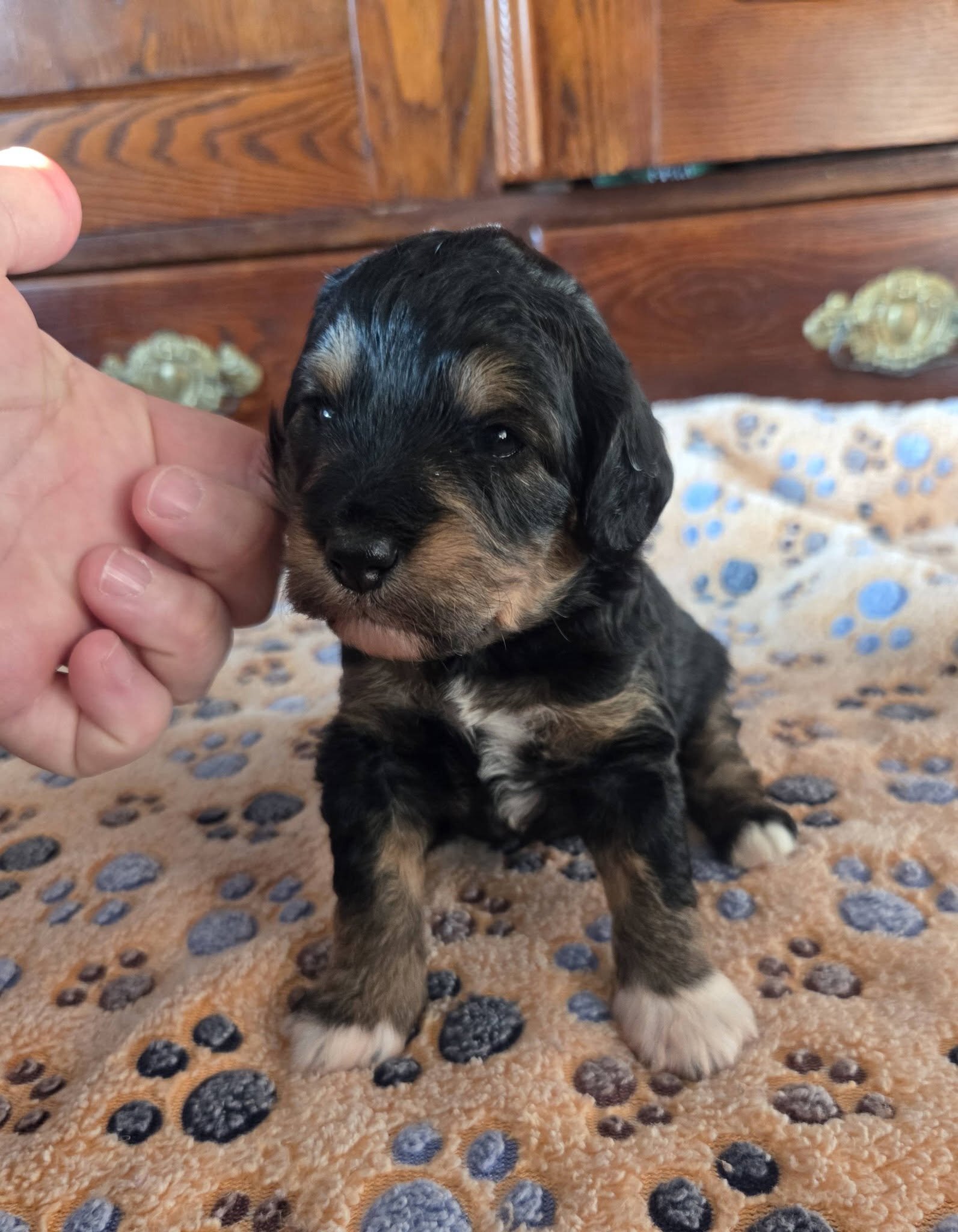 F1 Mini Aussiedoodles - Raised on our Farm image 8