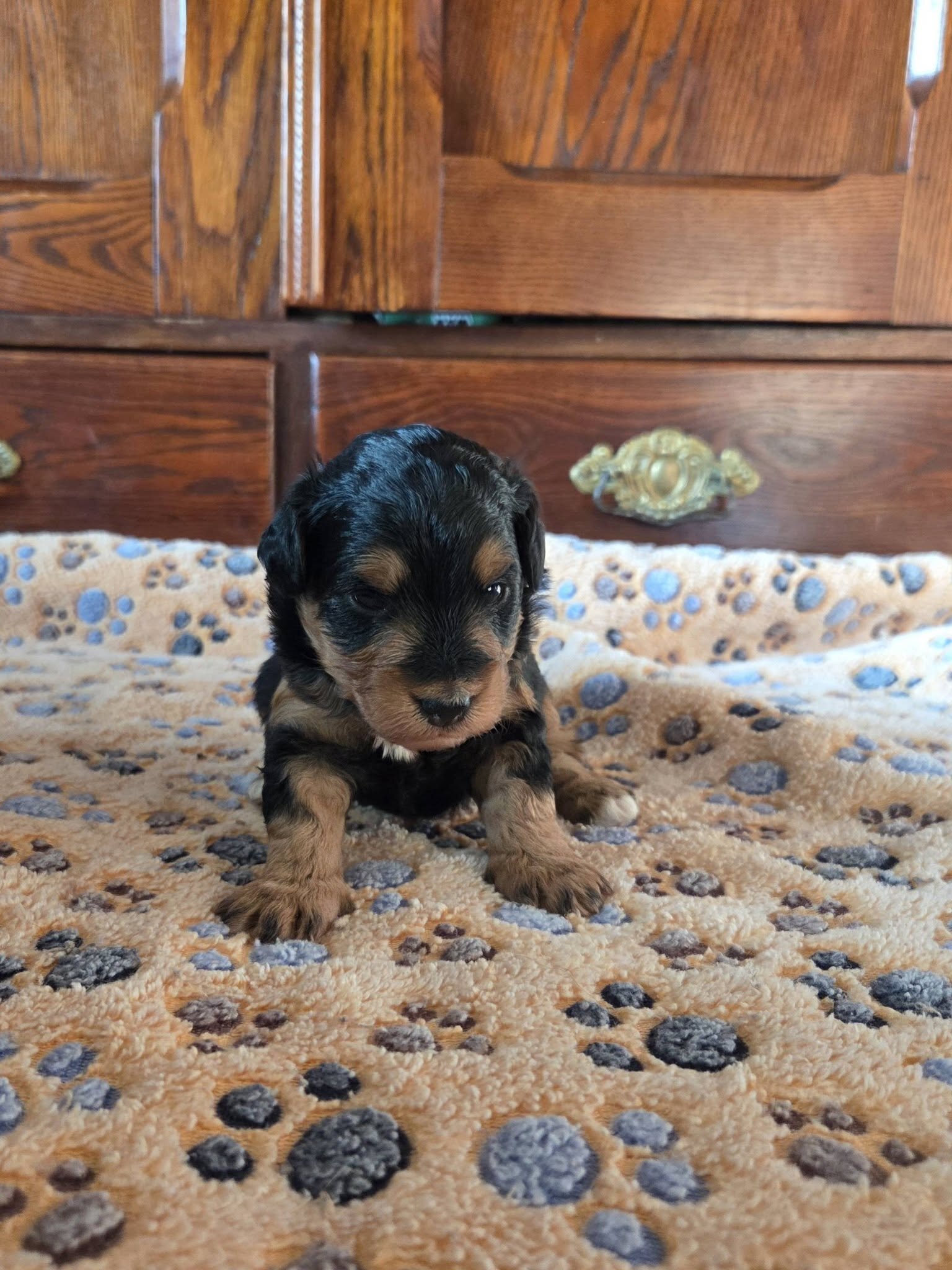 F1 Mini Aussiedoodles - Raised on our Farm image 7