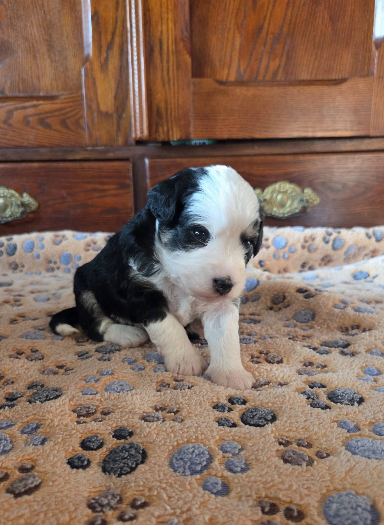 F1 Mini Aussiedoodles - Raised on our Farm image 10