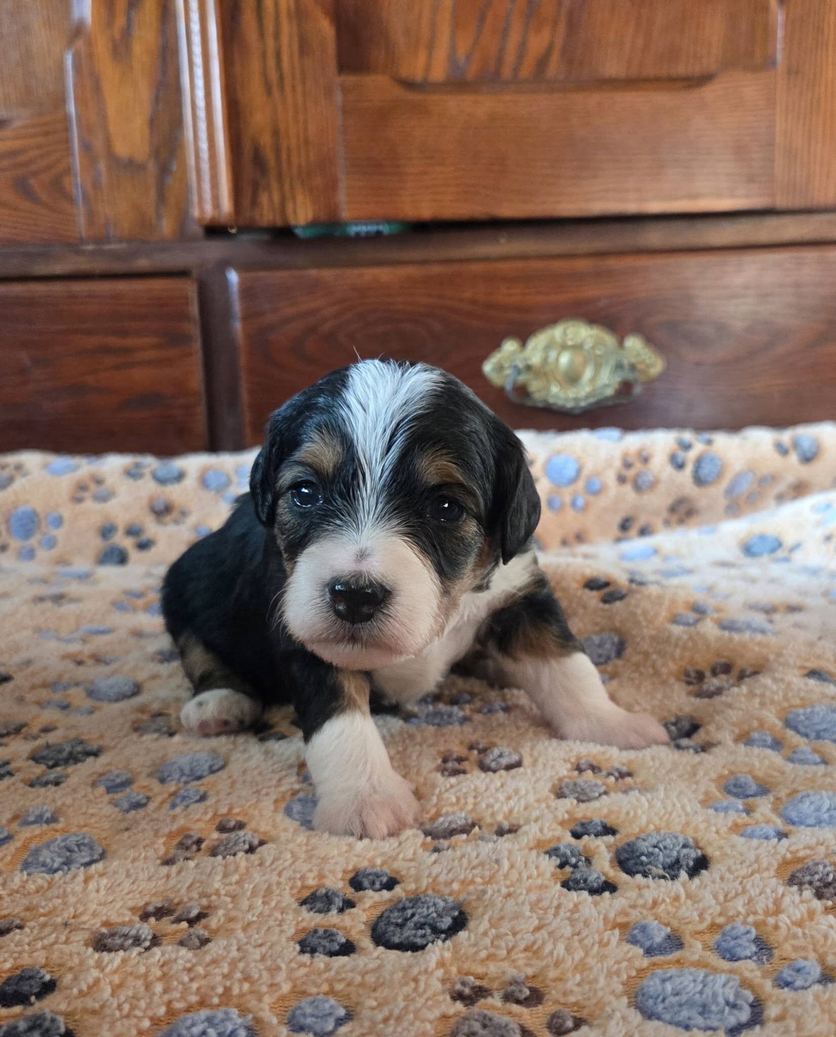 F1 Mini Aussiedoodles - Raised on our Farm image 6
