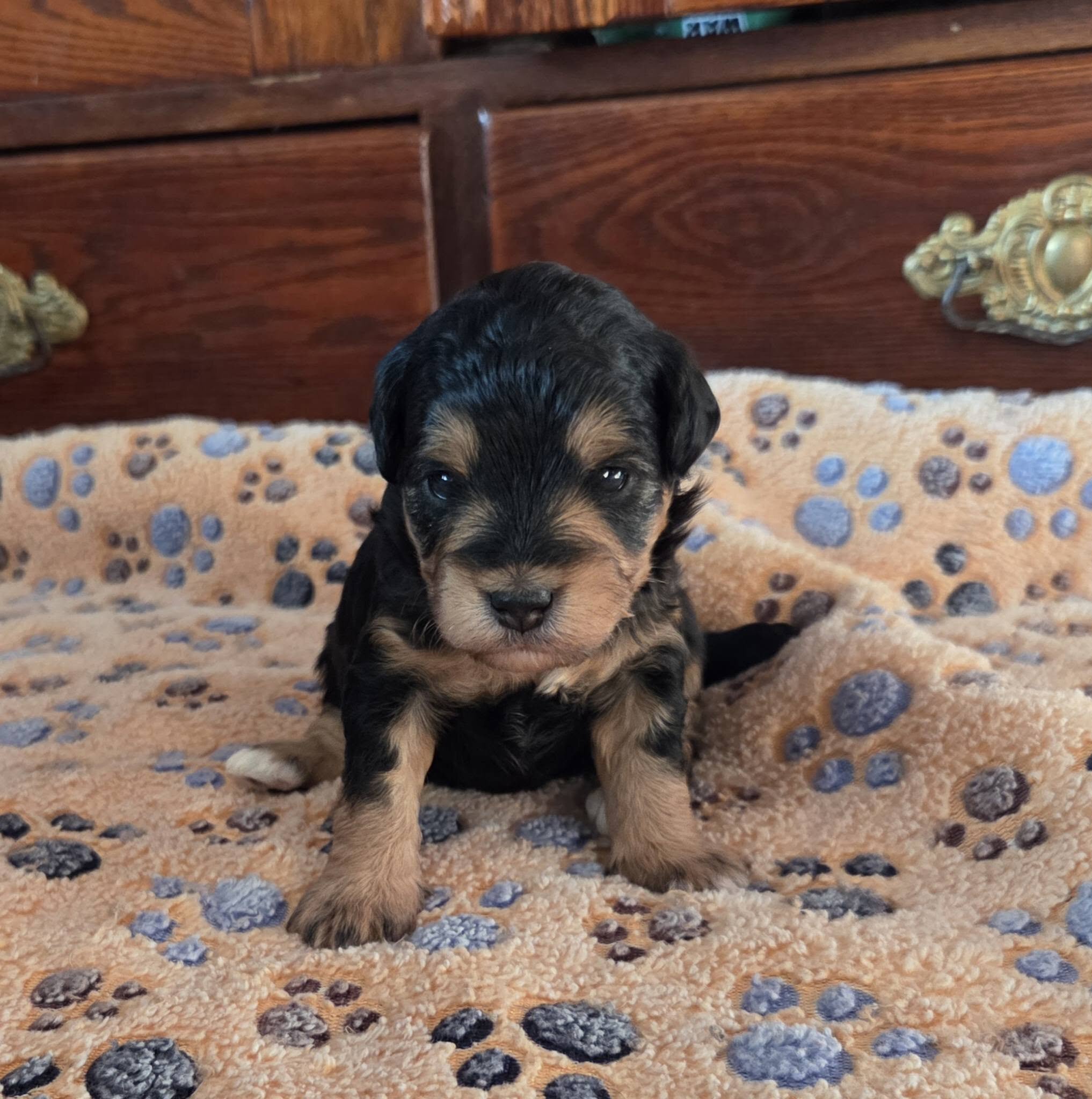 F1 Mini Aussiedoodles - Raised on our Farm image 5