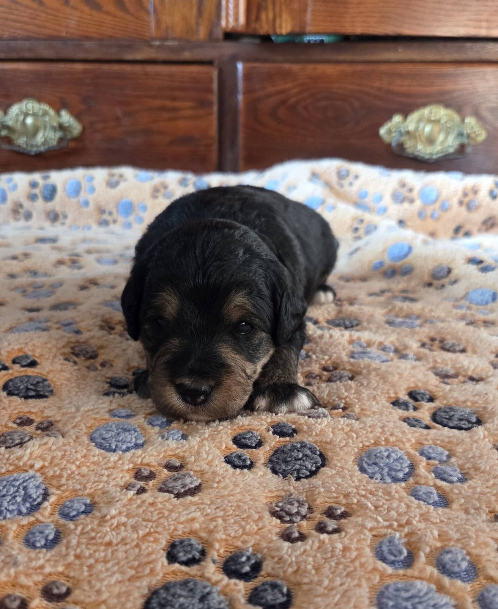 F1 Mini Aussiedoodles - Raised on our Farm image 3