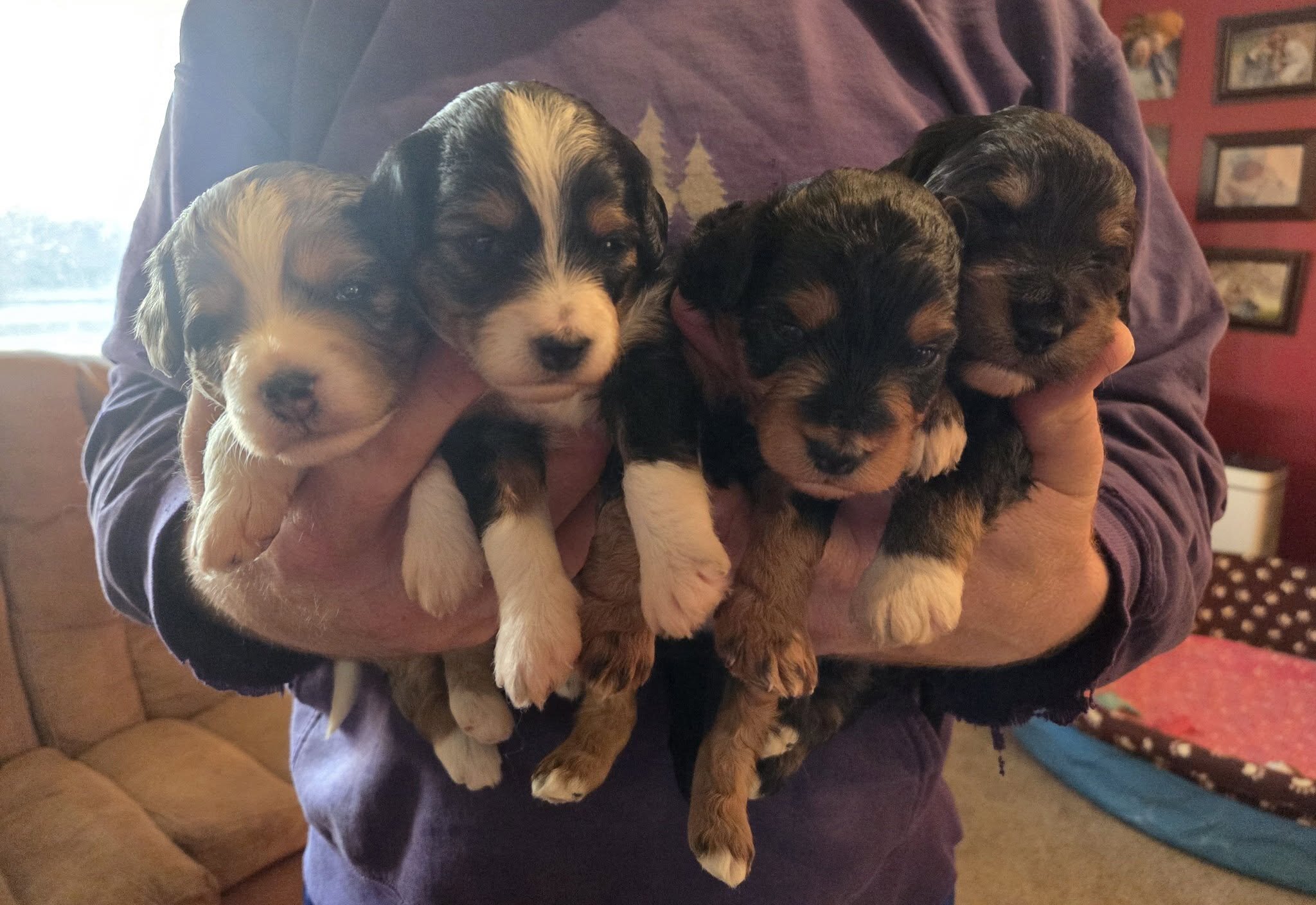 F1 Mini Aussiedoodles - Raised on our Farm image 1