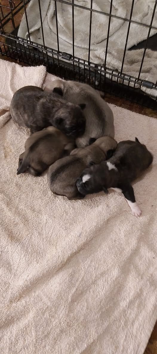 silver pug puppies image 2