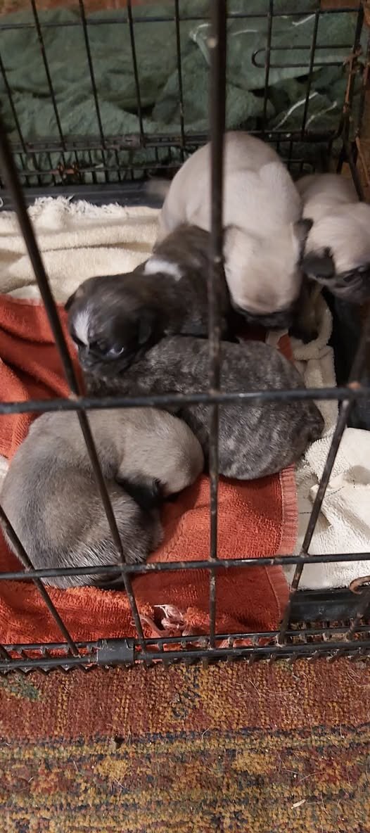 silver pug puppies image 1