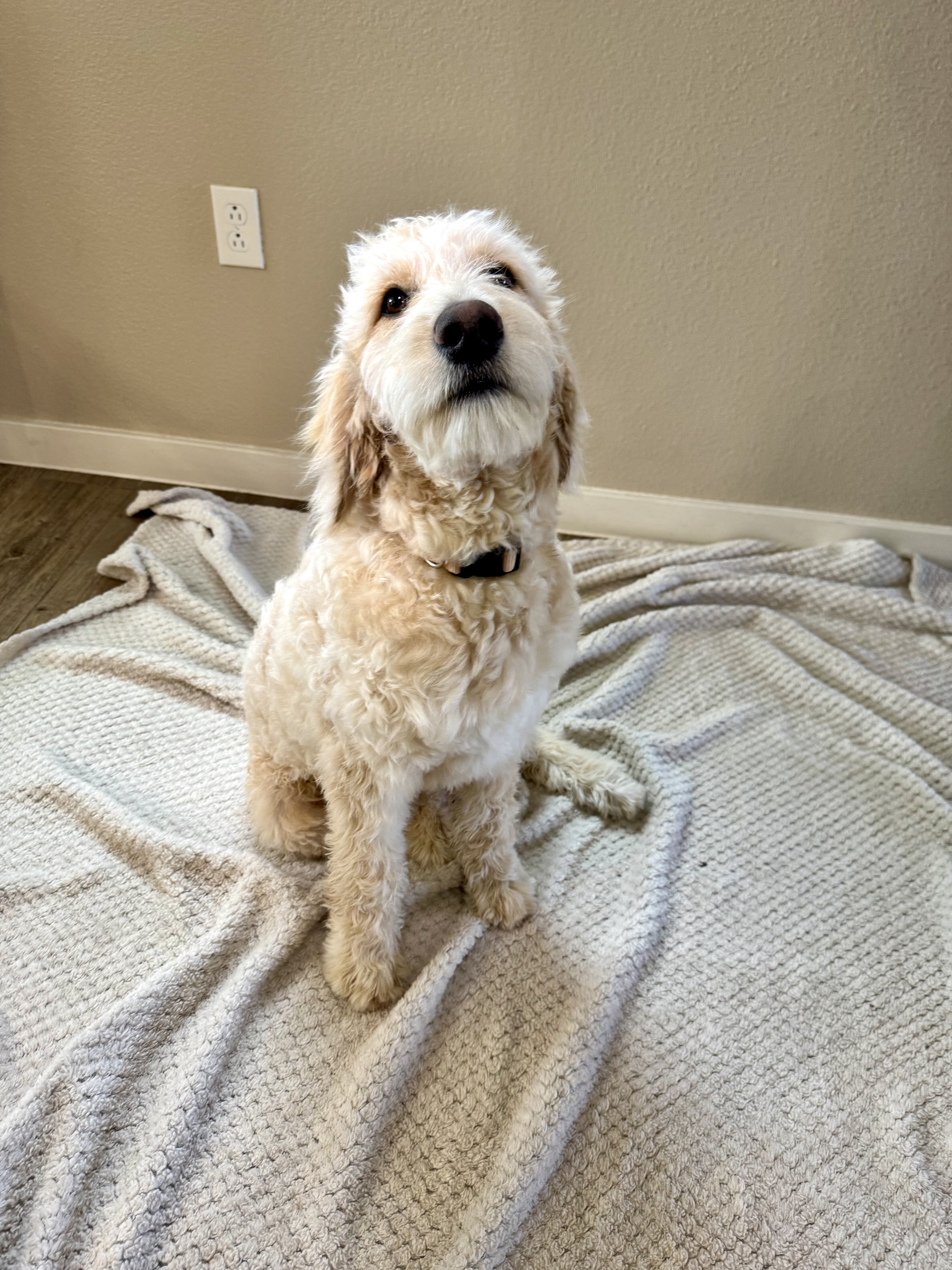 Cali and King F1 Goldendoodle image 2