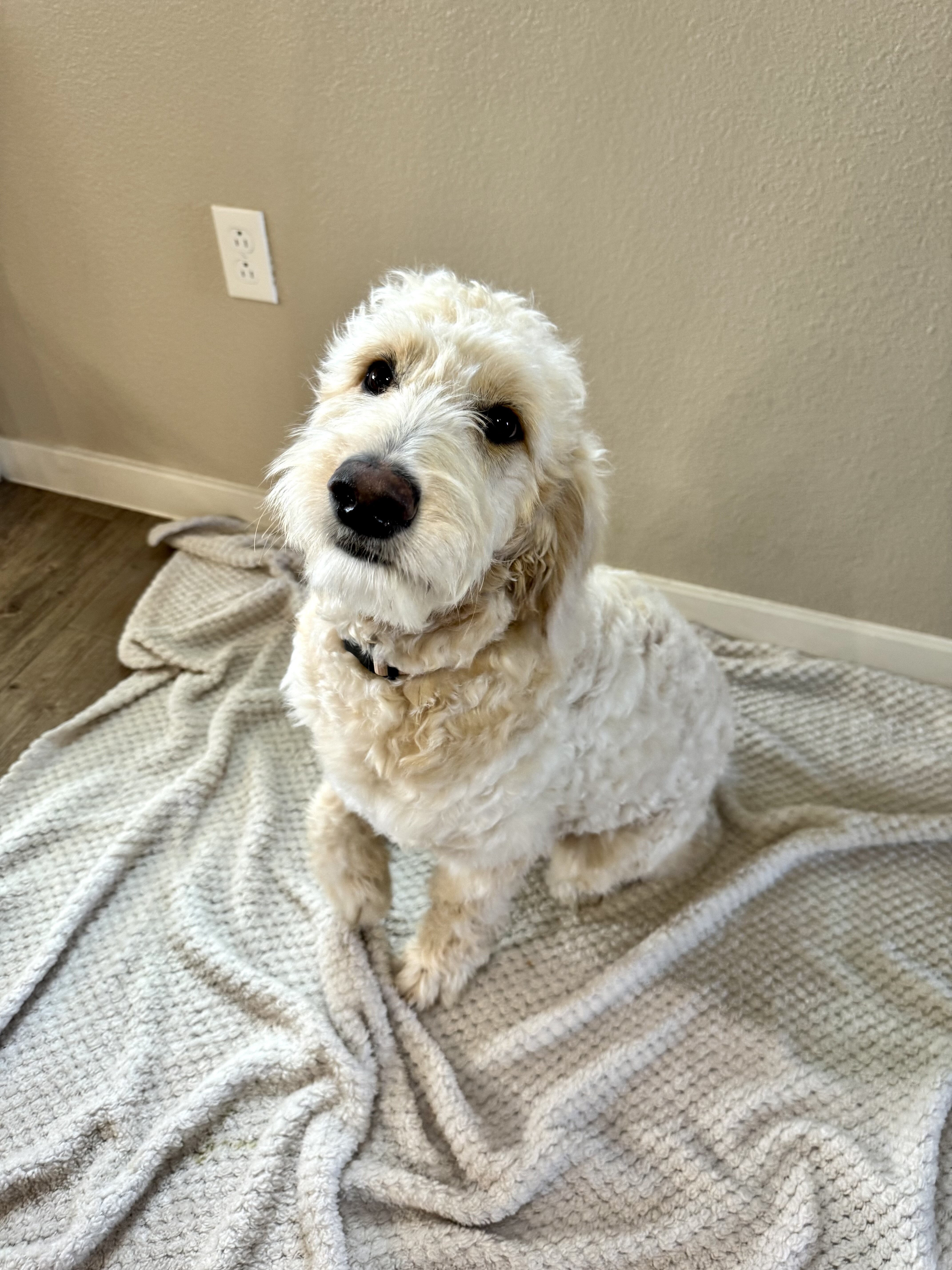 Cali and King F1 Goldendoodle image 1