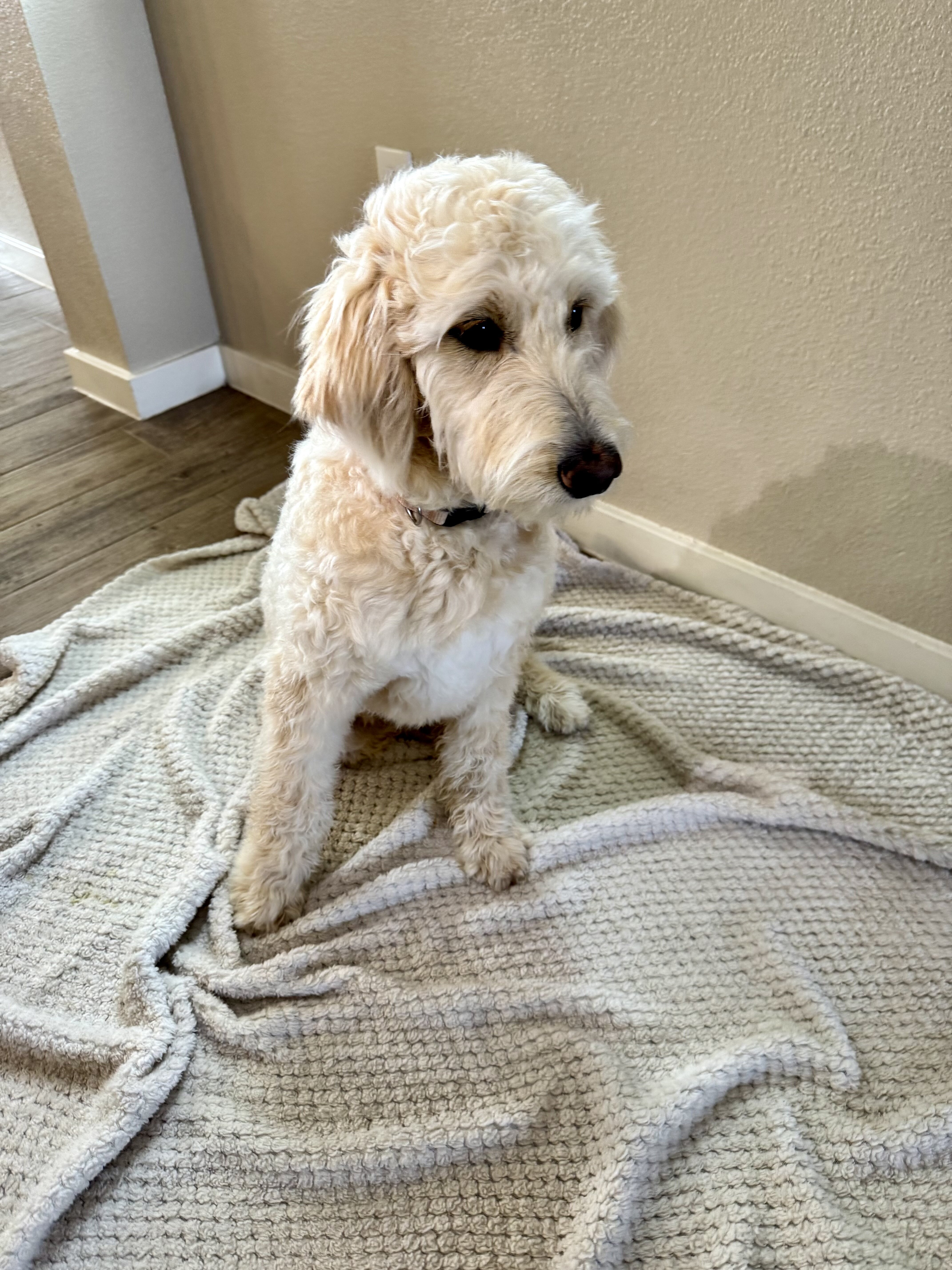 Cali and King F1 Goldendoodle image 5