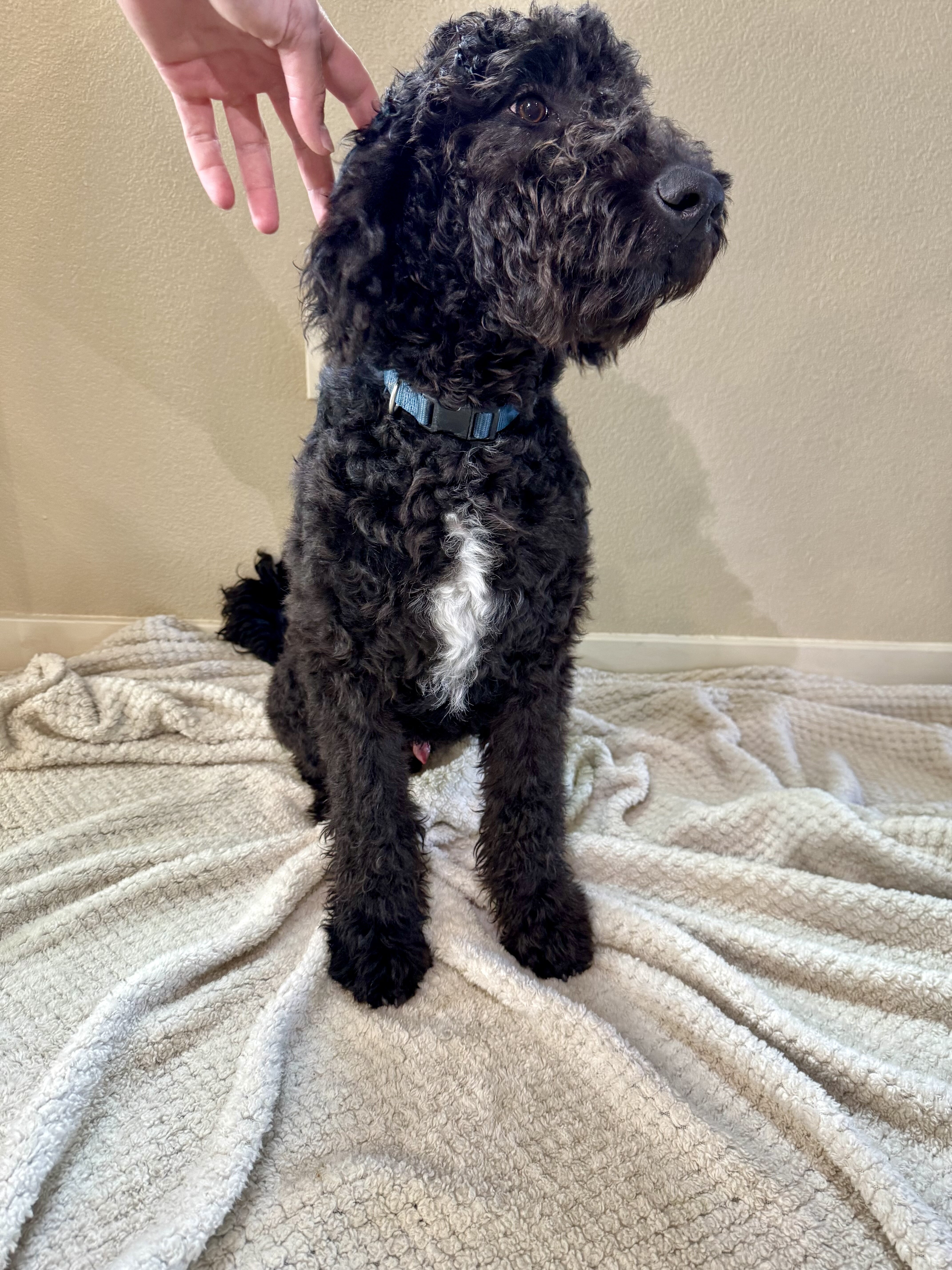 Cali and King F1 Goldendoodle image 3