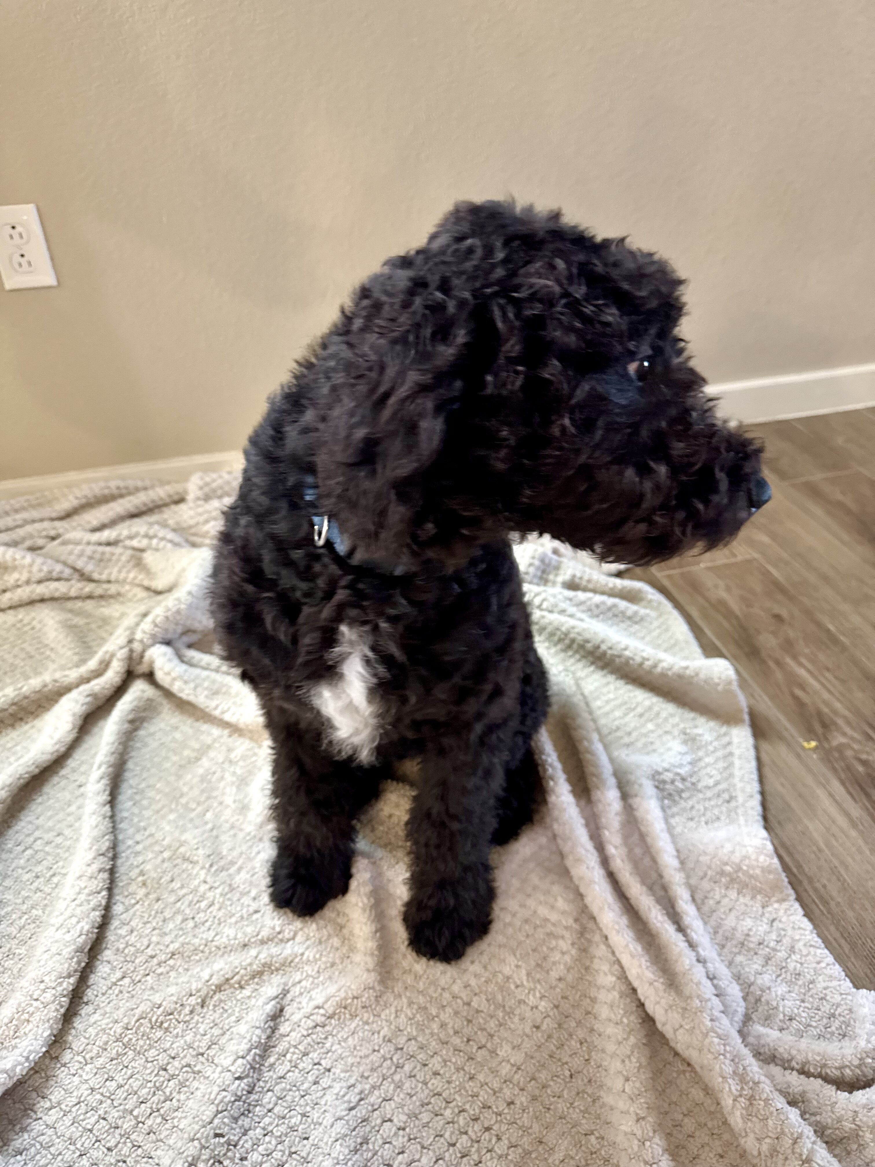 Cali and King F1 Goldendoodle image 4