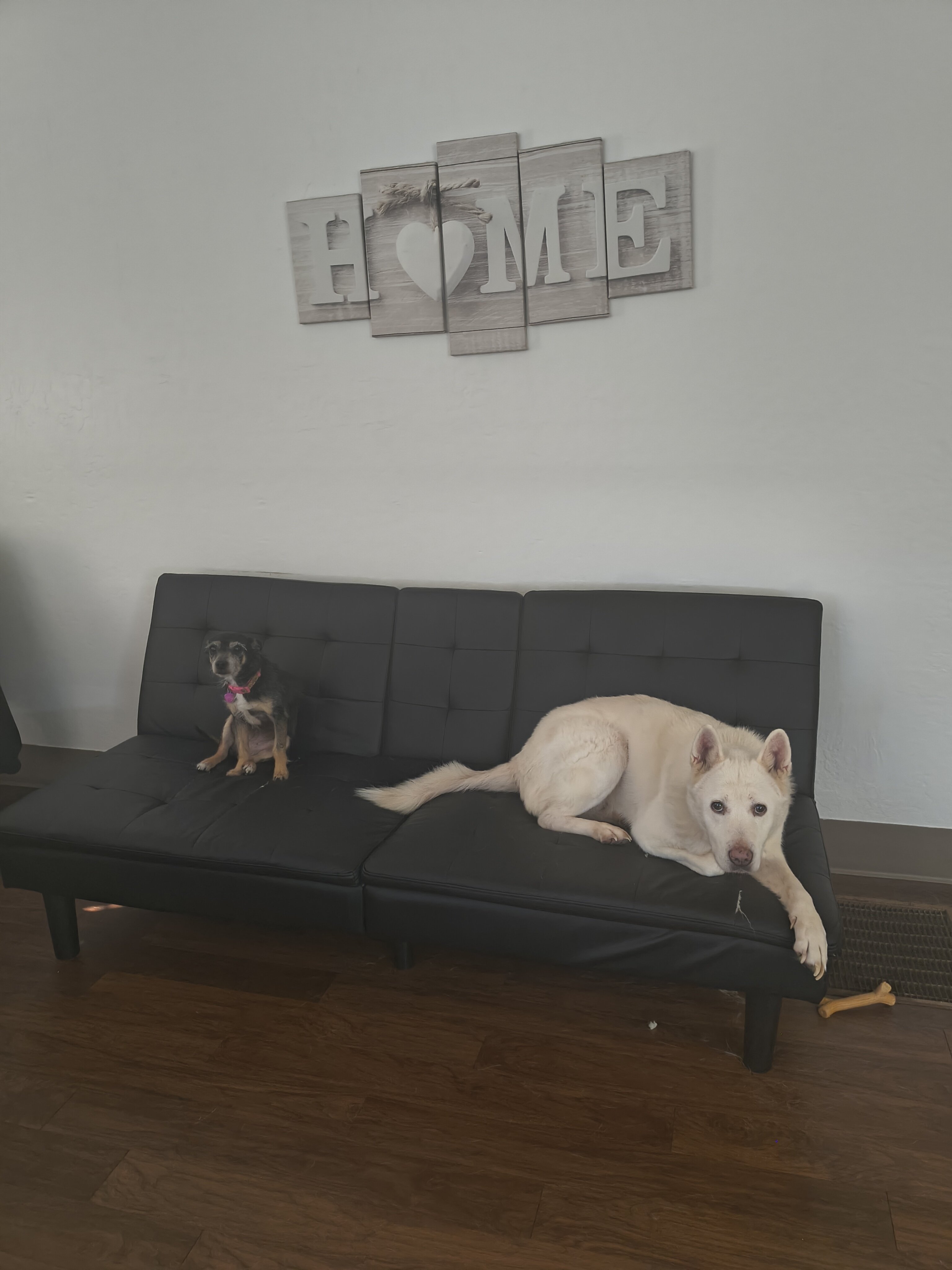 Rehoming my two dogs image 1
